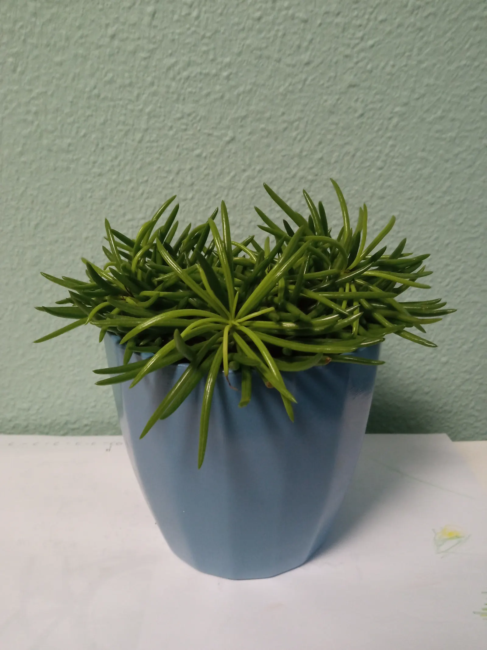 Succulent Bush Senecio (Senecio Barbertonicus) — is an evergreen shrub that offers both resilience and visual appeal for landscape designs