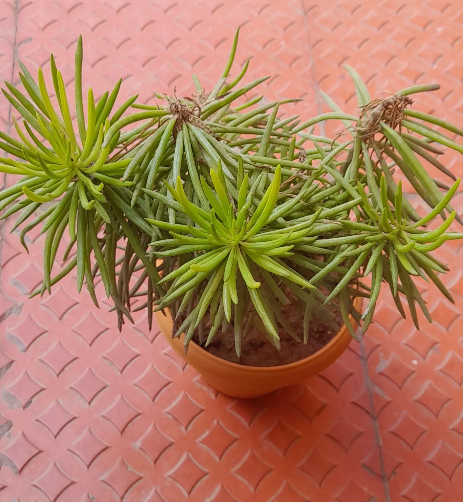 Succulent Bush Senecio (Senecio Barbertonicus) — Spring blooms present small, yellow, honey-scented flowers