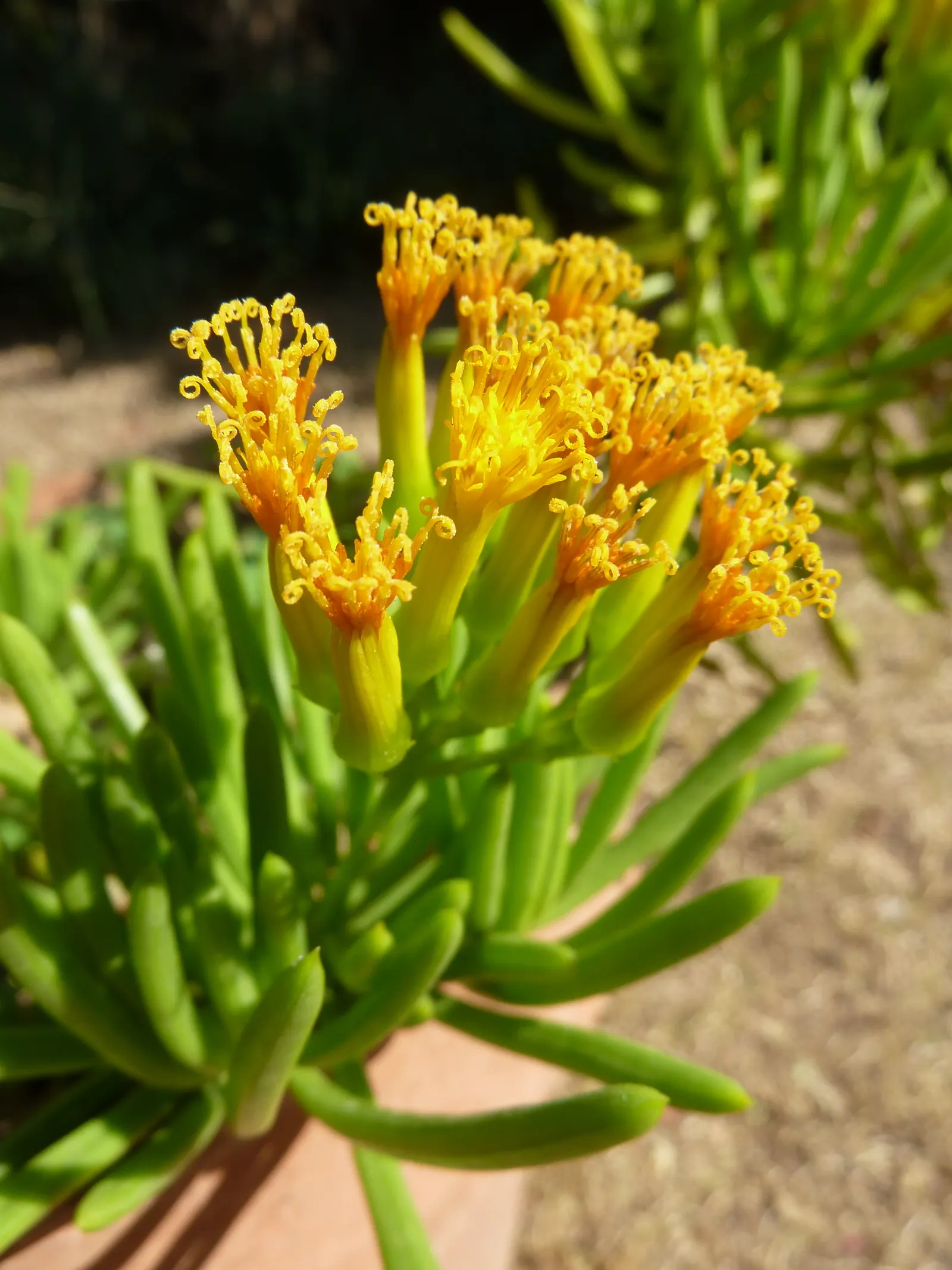 Succulent Bush Senecio (Senecio Barbertonicus) — The Succulent Bush Senecio (Senecio barbertonicus) is an evergreen, shrub-like perennial