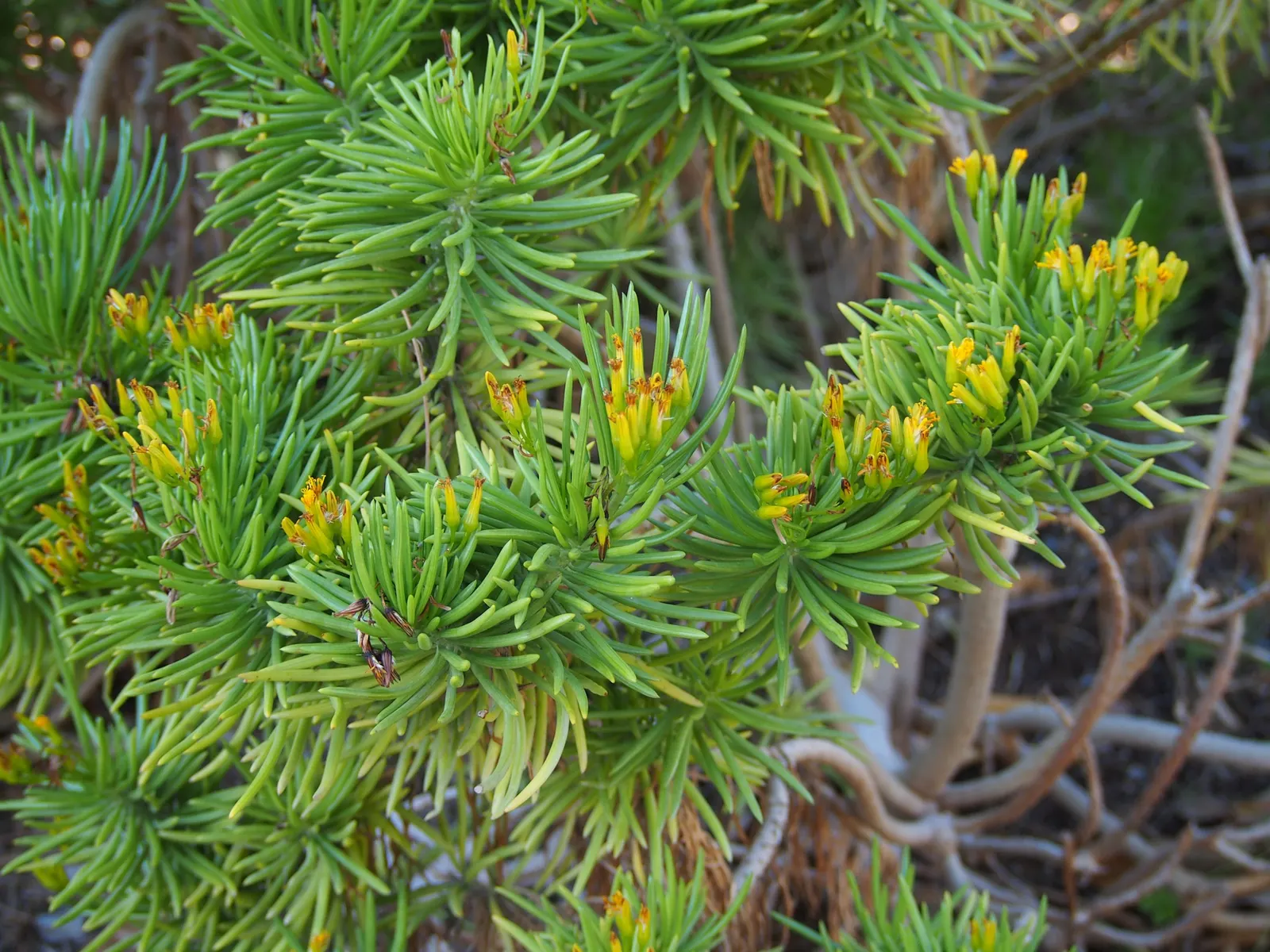 Succulent Bush Senecio (Senecio Barbertonicus) — scientifically known as Senecio barbertonicus