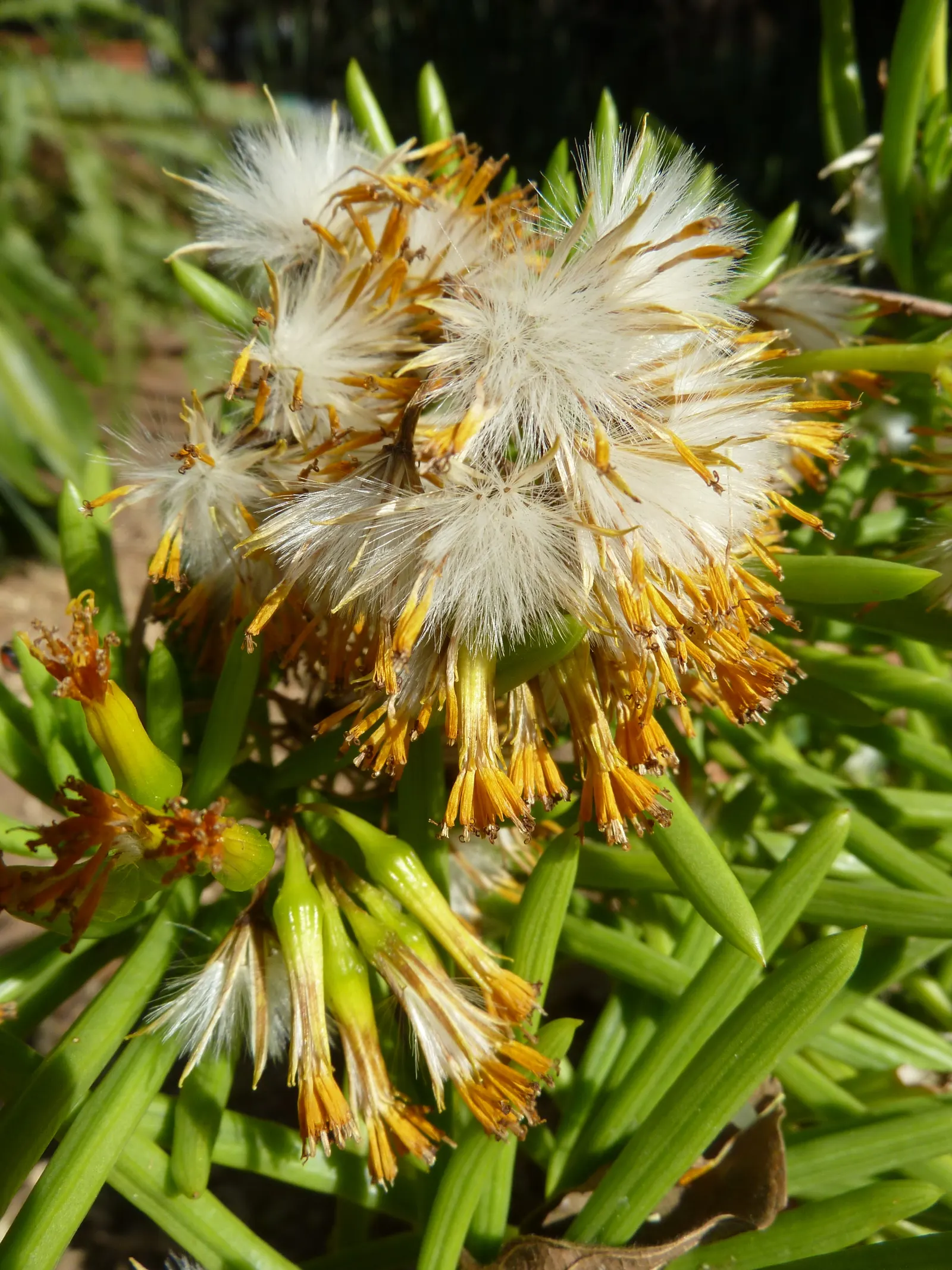 Succulent Bush Senecio (Senecio Barbertonicus) — provide structure to mixed borders