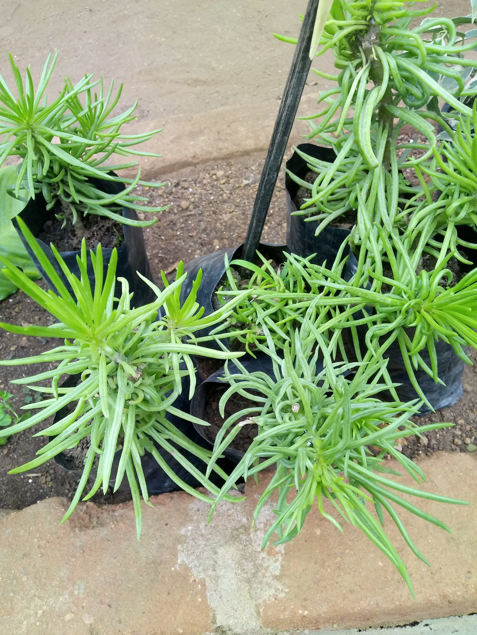 Succulent Bush Senecio (Senecio Barbertonicus) — Its distinctive leaves are clustered towards the ends of the stems, creating a brush-like appearance