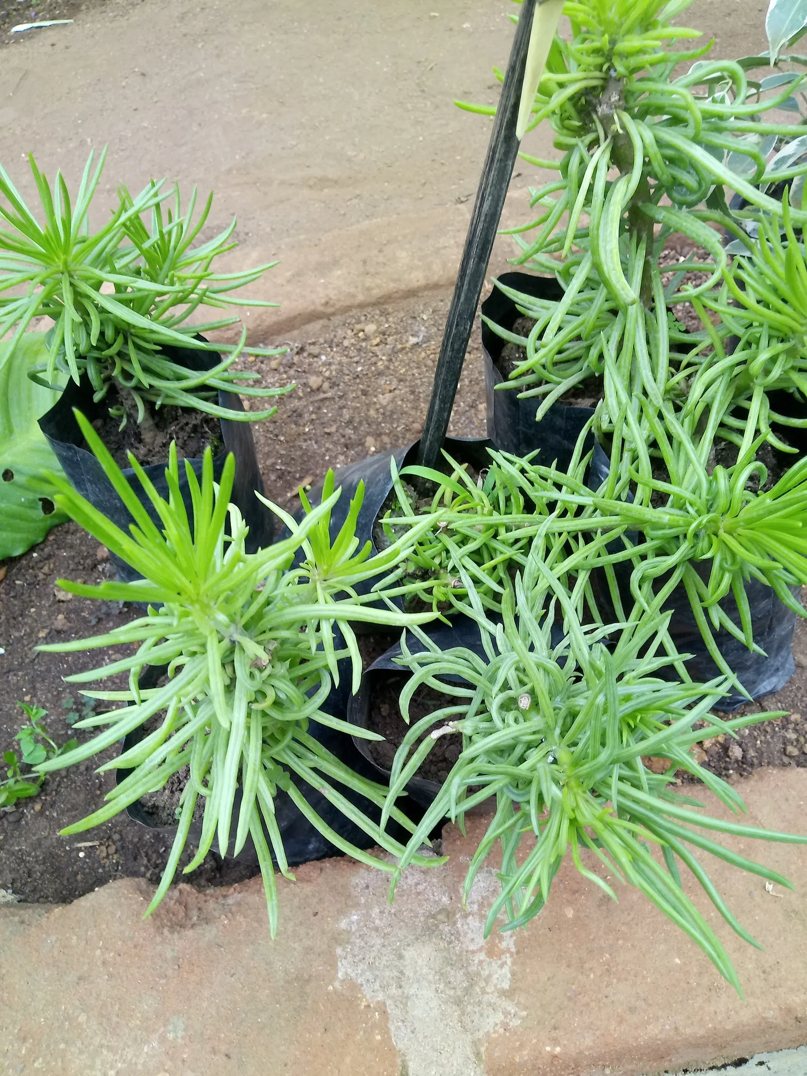 Succulent Bush Senecio (Senecio Barbertonicus) — gold flowers in the garden