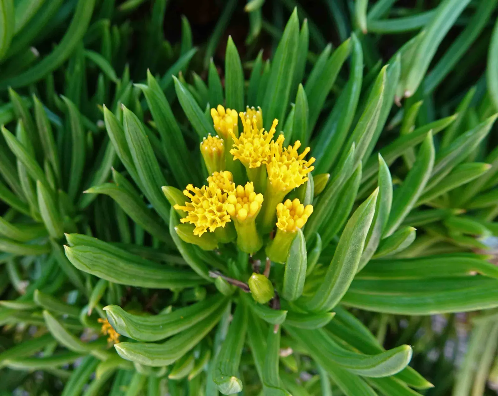 Succulent Bush Senecio (Senecio Barbertonicus) — brush-like flowers that add a splash of color to the landscape.<br><br>When incorporating into a garden
