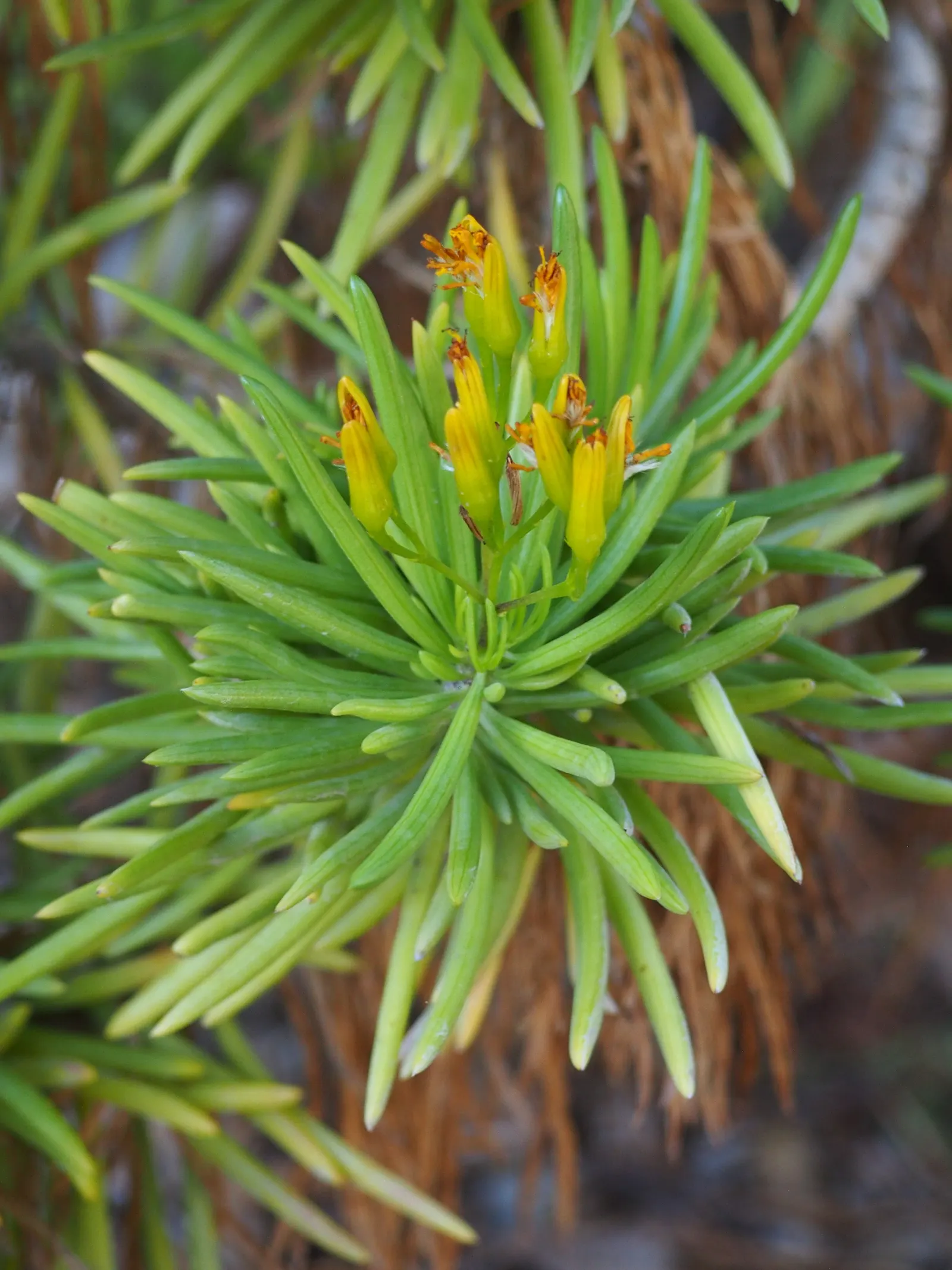 Succulent Bush Senecio (Senecio Barbertonicus) — the Succulent Bush Senecio is drought-tolerant