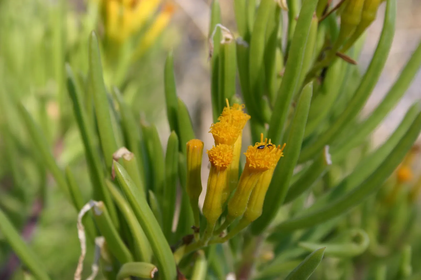 Succulent Bush Senecio (Senecio Barbertonicus) — textured look with its cylindrical