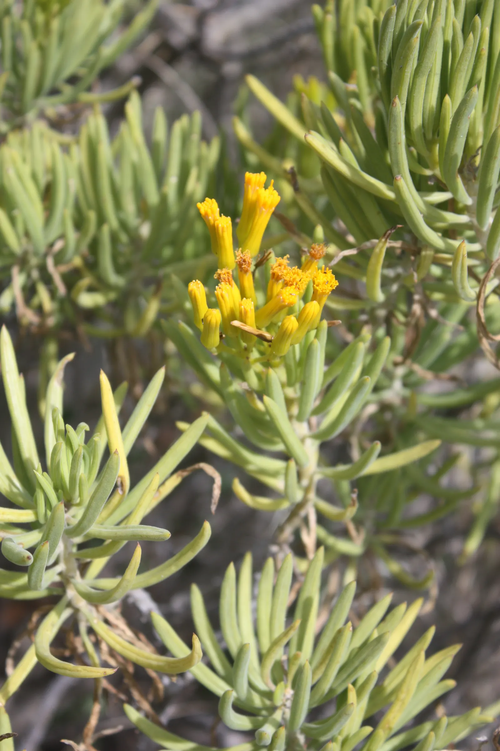 Succulent Bush Senecio (Senecio Barbertonicus) — or stand as a focal point in a succulent garden design
