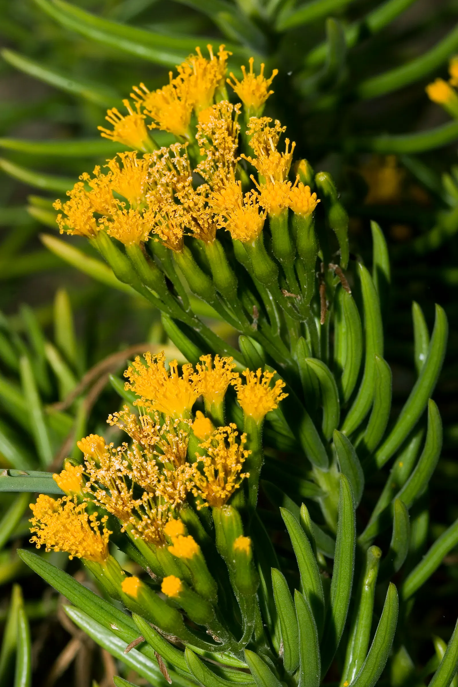 Succulent Bush Senecio (Senecio Barbertonicus) — This versatile plant can serve as an accent in rock gardens