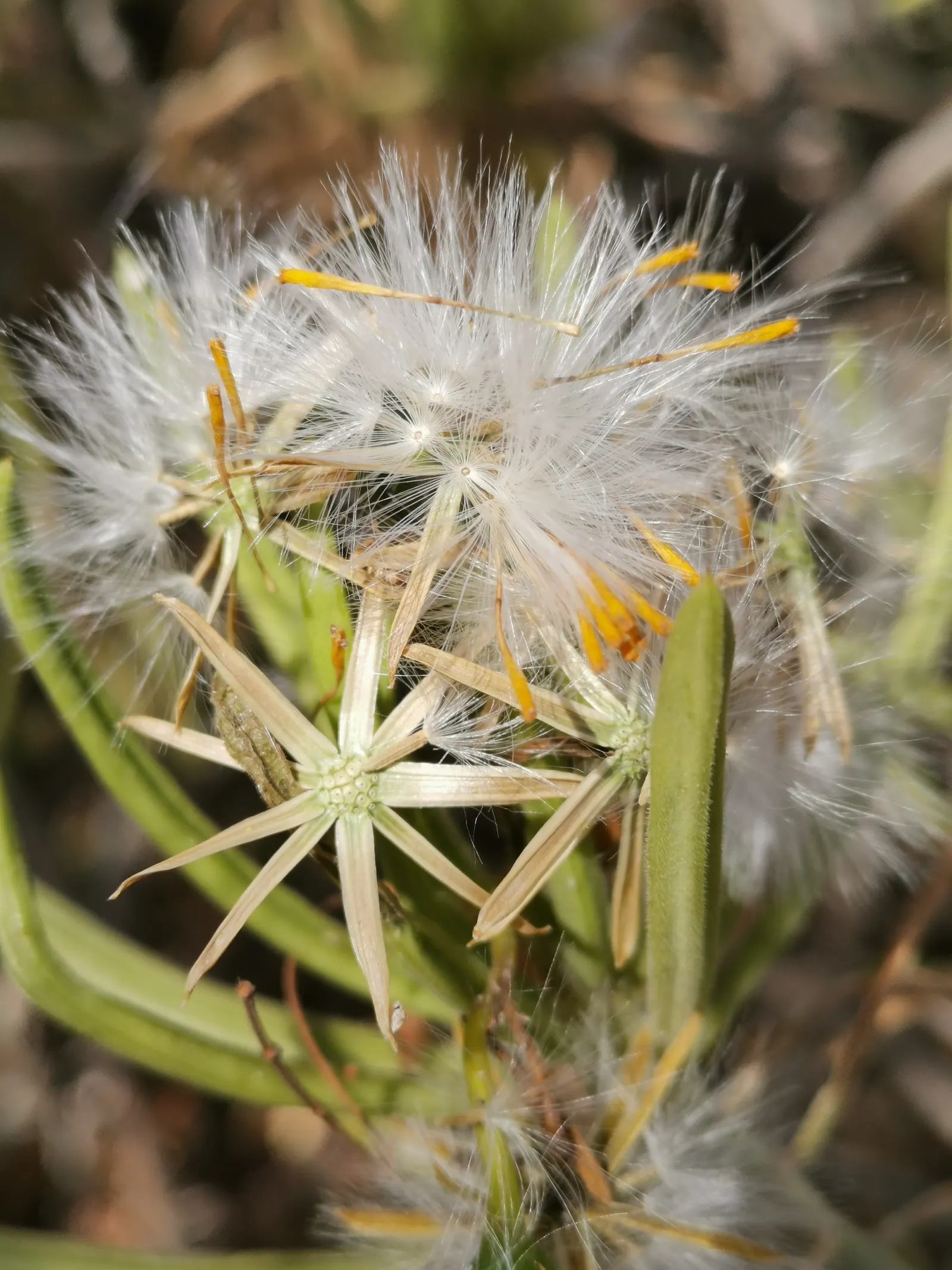 Succulent Bush Senecio (Senecio Barbertonicus) — With minimal water requirements