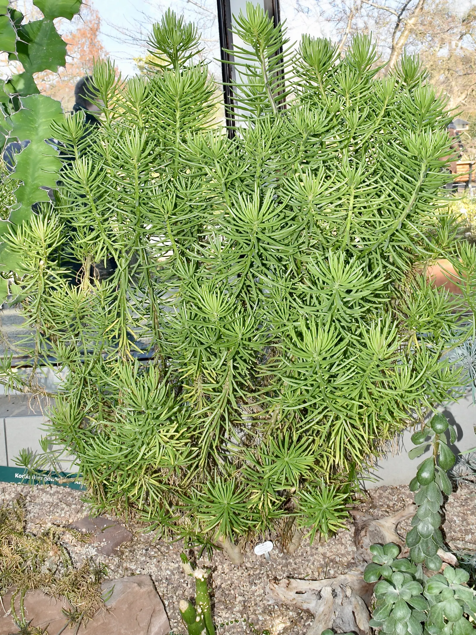 Succulent Bush Senecio (Senecio Barbertonicus) — Hardiness zones 10-11 are ideal; use as a textural accent in xeriscapes or rock gardens