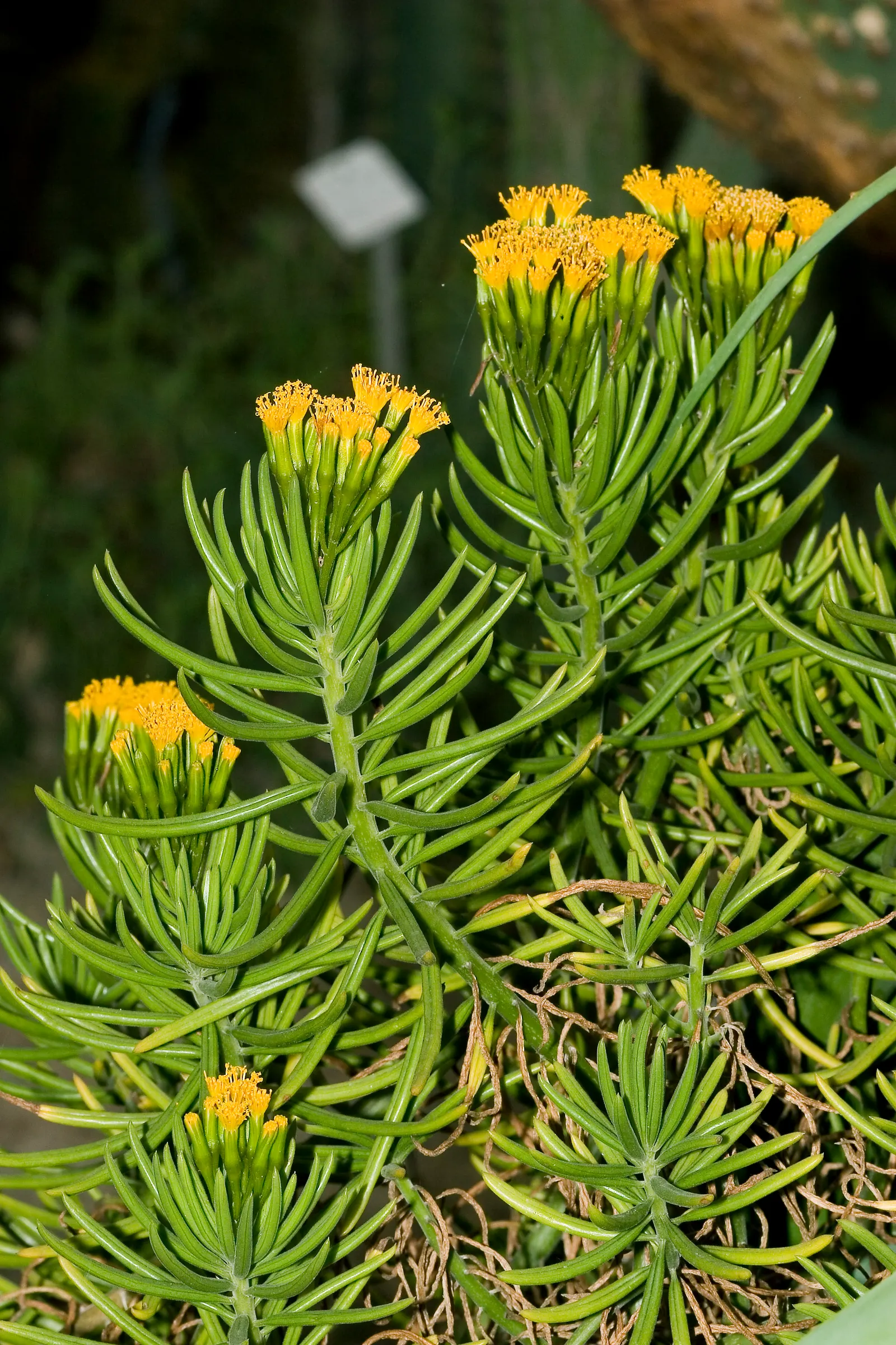 Succulent Bush Senecio (Senecio Barbertonicus) — making it perfect for xeriscaping or areas subject to water restrictions