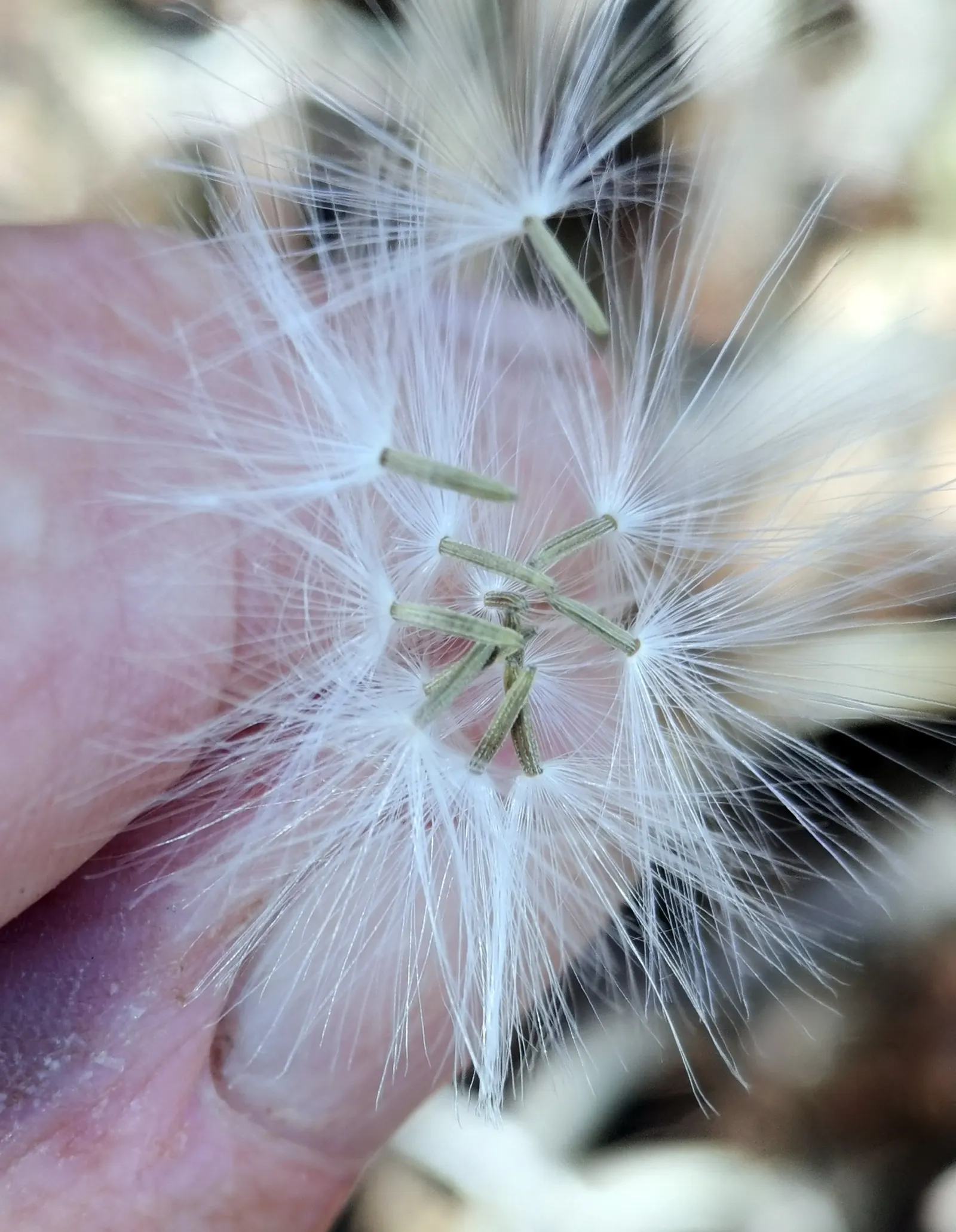 Succulent Bush Senecio (Senecio Barbertonicus) — bright green leaves that span about 3 to 5 inches long