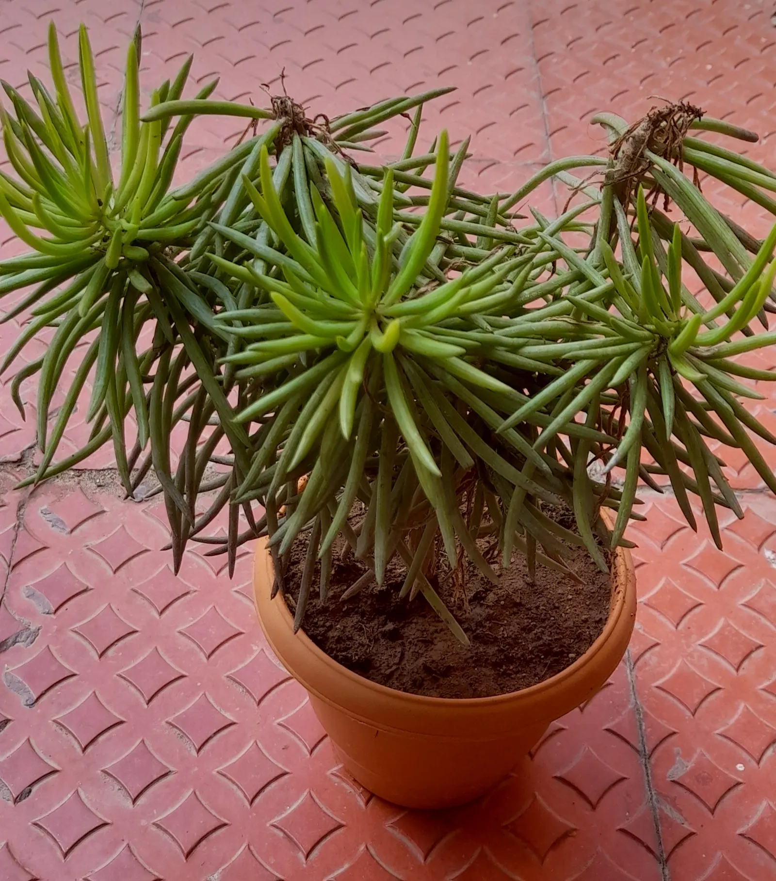 Succulent Bush Senecio (Senecio Barbertonicus) — Note its preference for temperatures above 20&deg;F, as frost can damage the foliage