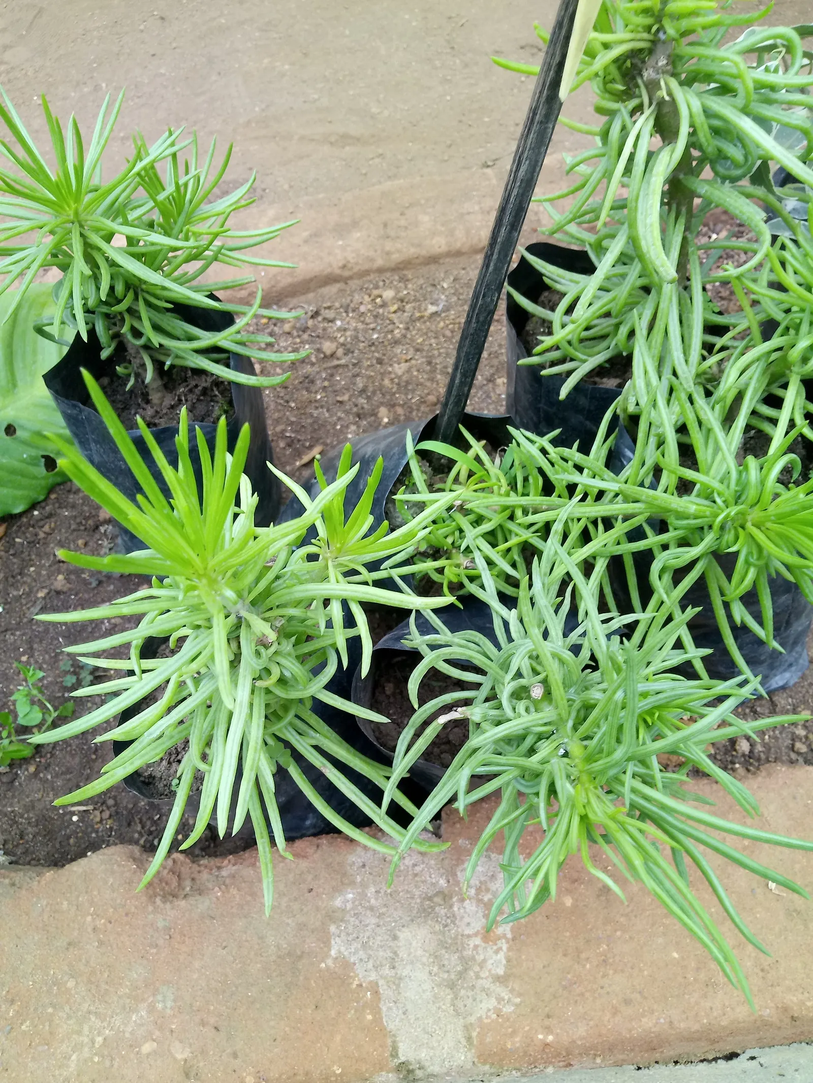 Succulent Bush Senecio (Senecio Barbertonicus) — lime-green leaves that grow upwards