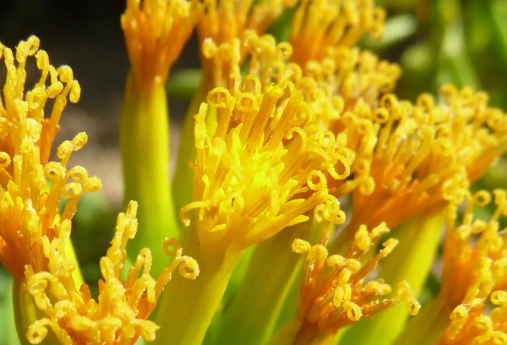 Succulent Bush Senecio (Senecio Barbertonicus) — Space them about 18-24 inches apart for optimal growth