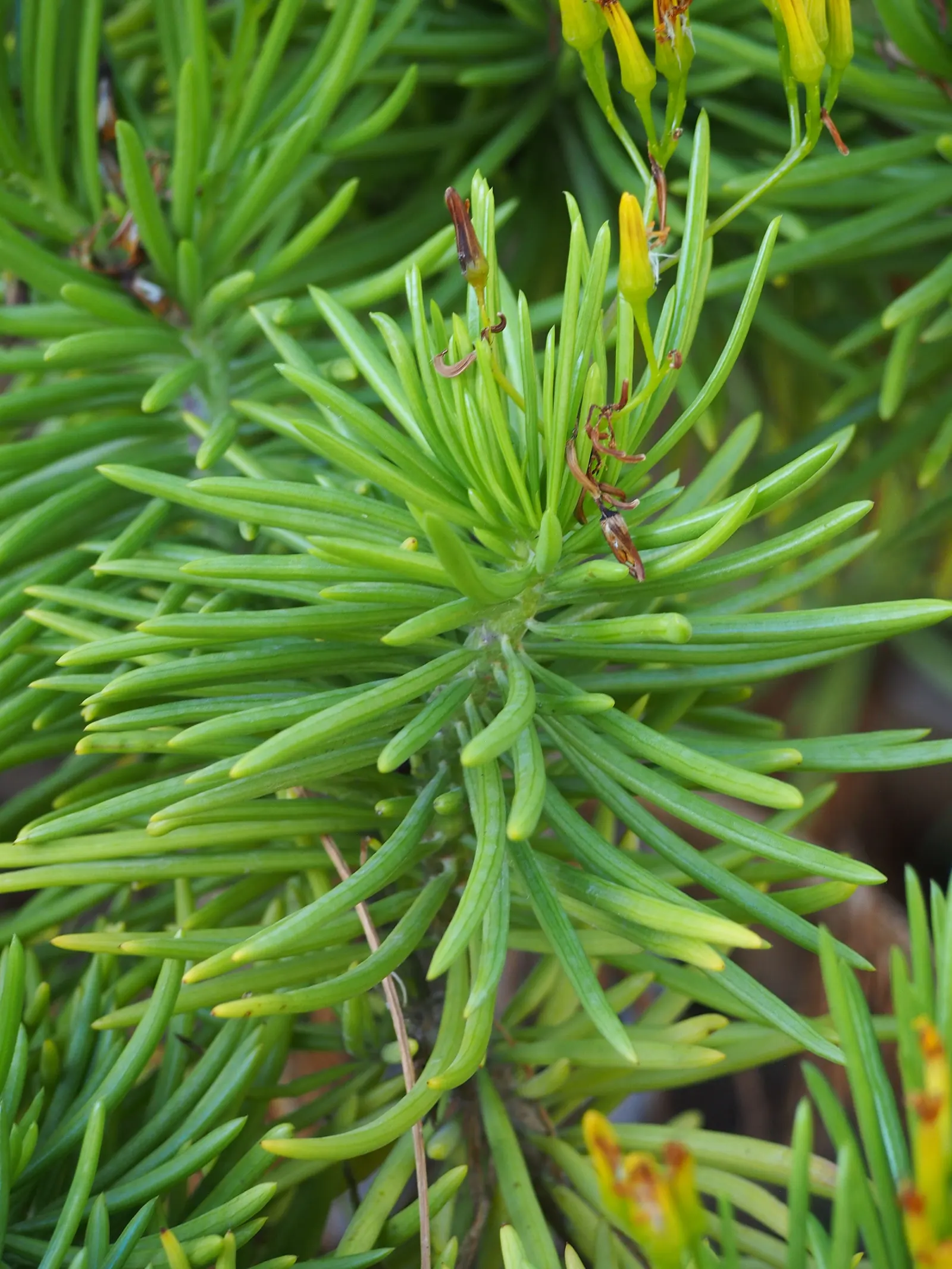 Succulent Bush Senecio (Senecio Barbertonicus) — reaching 2-5 feet in height