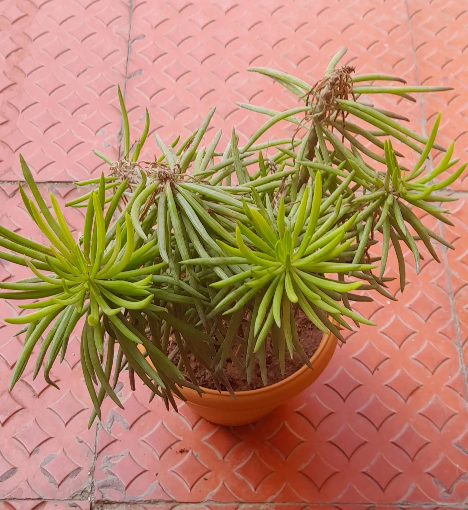 Succulent Bush Senecio (Senecio Barbertonicus) — The Succulent Bush Senecio blooms in late winter to spring