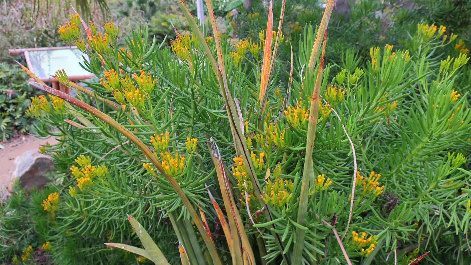Succulent Bush Senecio (Senecio Barbertonicus) — Native to Southern Africa