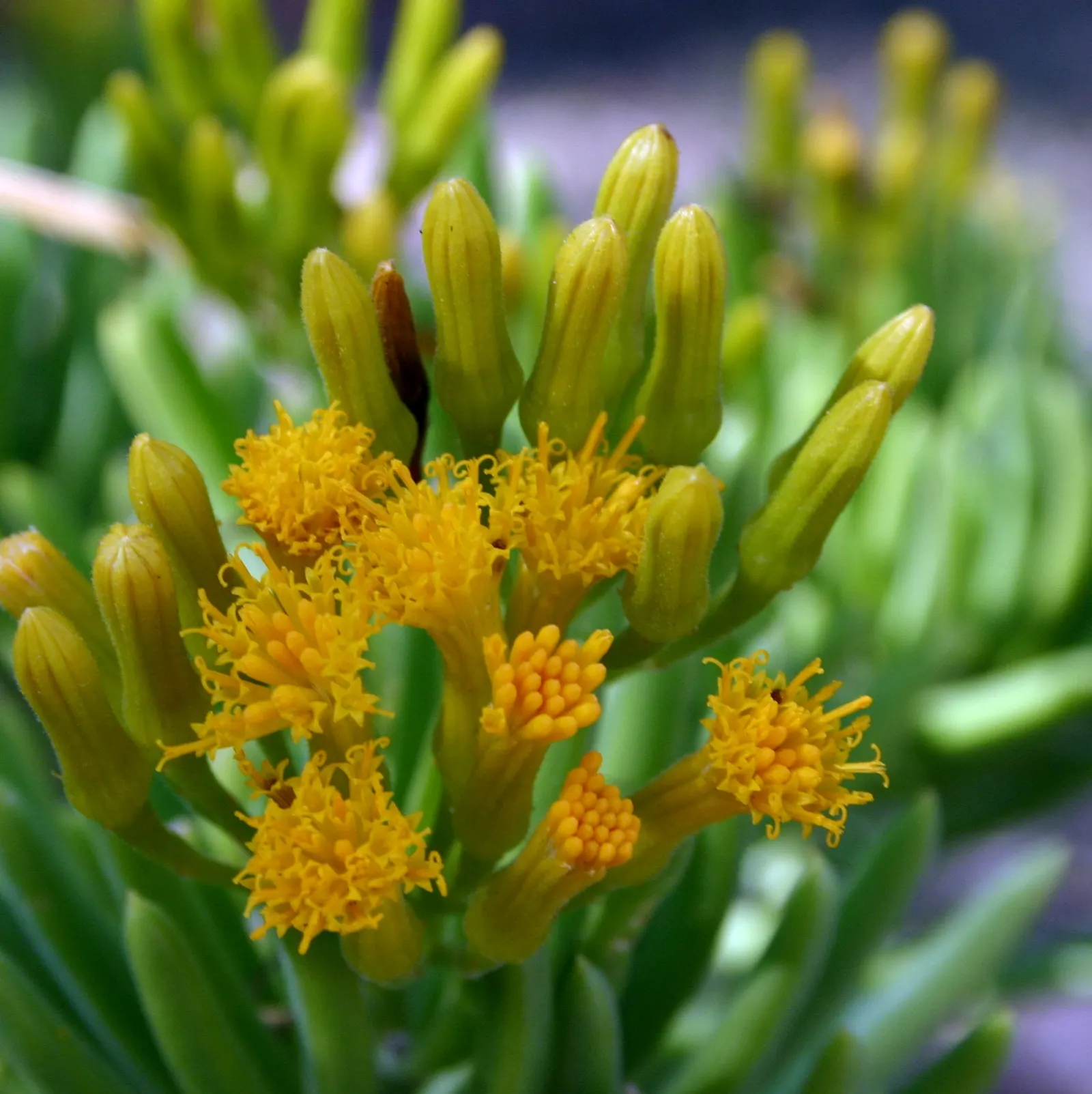 Succulent Bush Senecio (Senecio Barbertonicus) — Thriving in full sun to partial shade