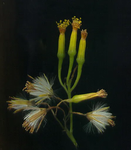 Succulent Bush Senecio (Senecio Barbertonicus) — It enjoys well-draining soil and is drought-resistant, requiring minimal water
