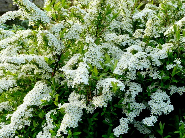Bridal Wreath Spirea (Spiraea Arguta) — This floriferous display creates the appearance of a white "wreath"