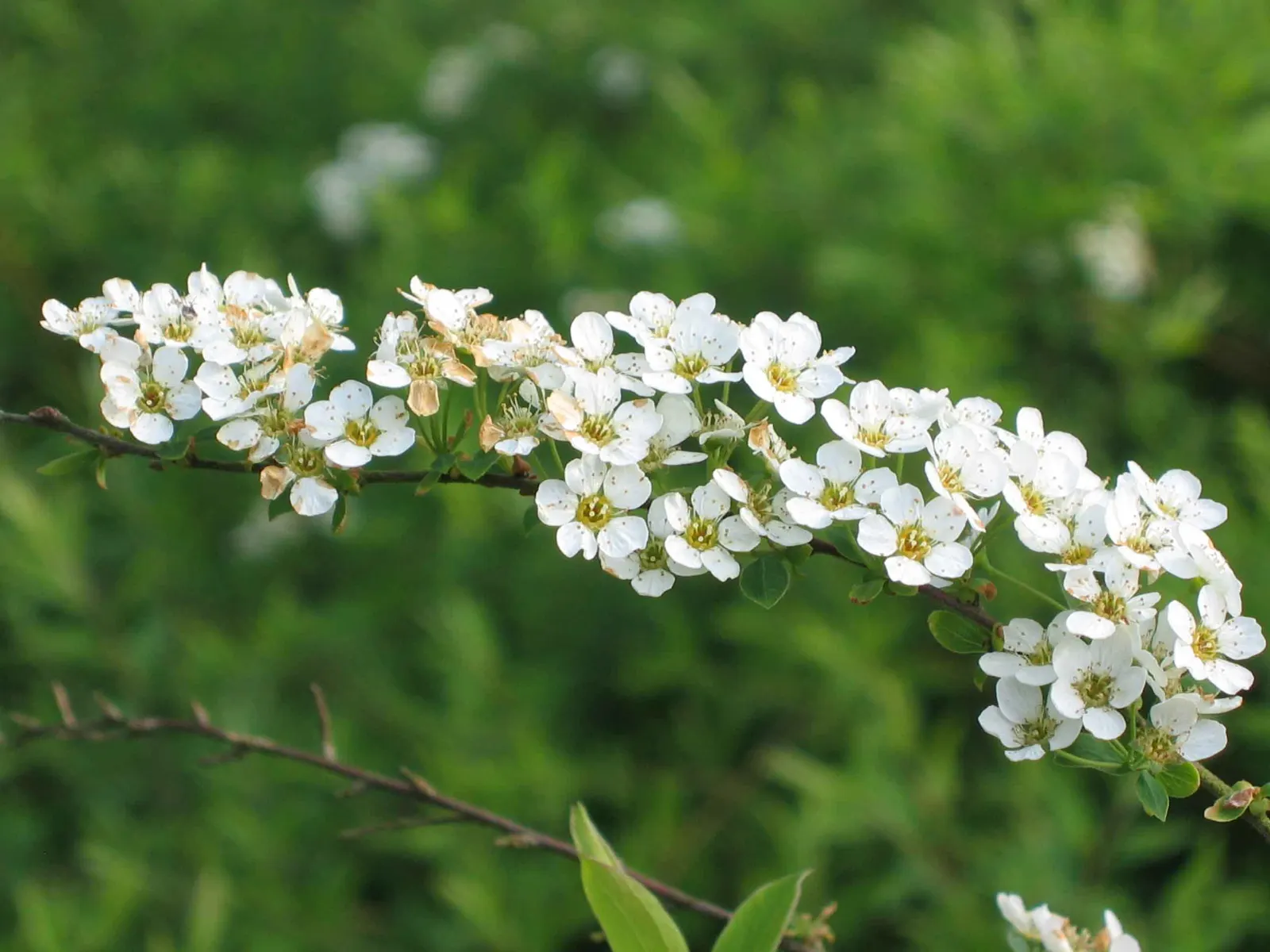 Bridal Wreath Spirea (Spiraea Arguta) — It is hardy in USDA zones 4 to 8 and is tolerant of urban pollution and a variety of soil conditions