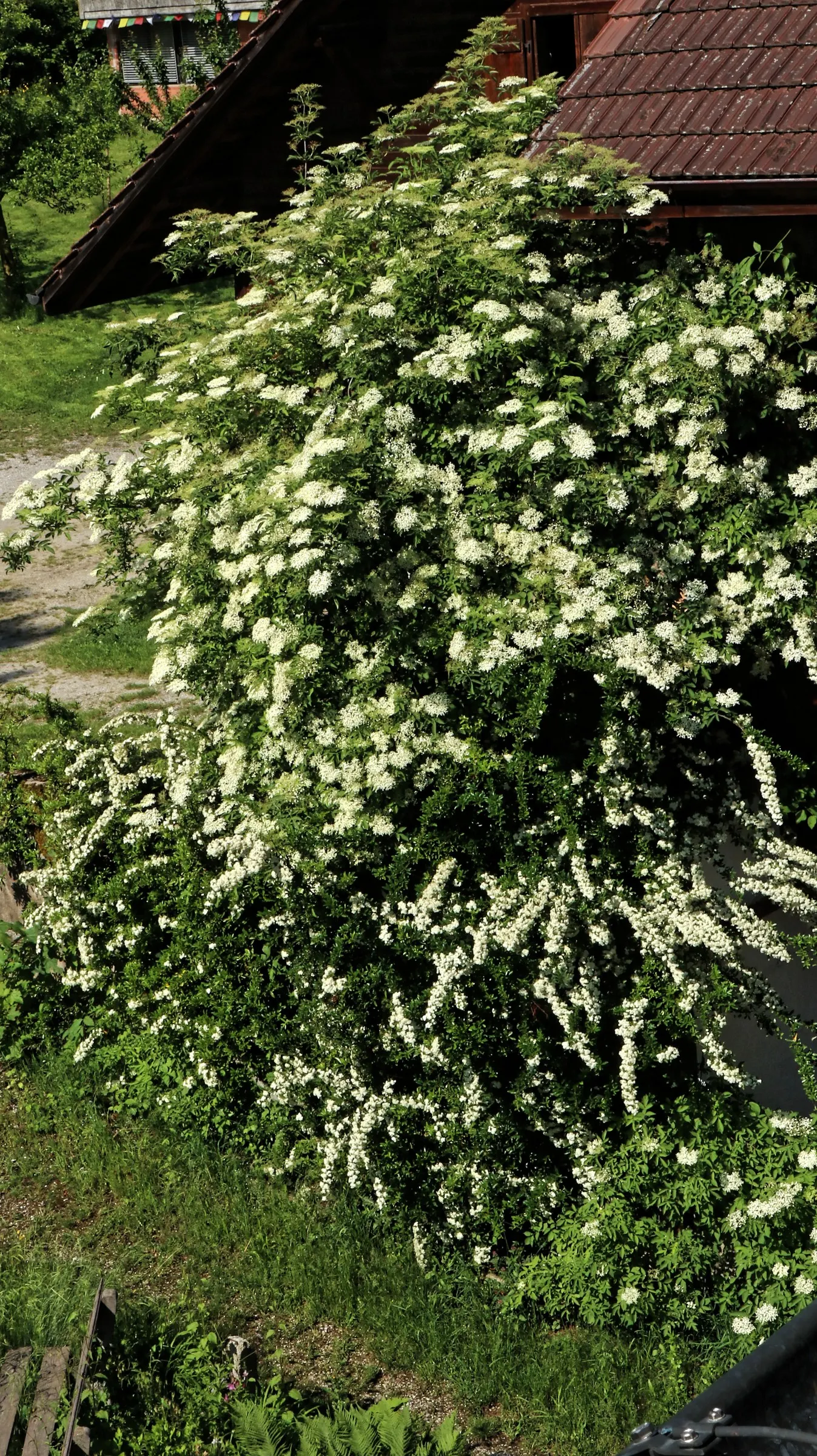 Bridal Wreath Spirea (Spiraea Arguta) — It flourishes at a moderate rate to a mature size of 4-8 feet in height and width