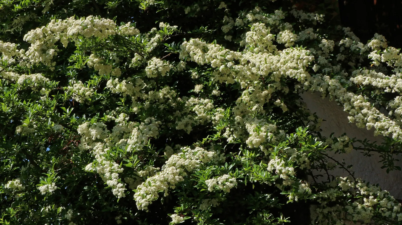 Bridal Wreath Spirea (Spiraea Arguta) — though it thrives best in slightly acidic to neutral pH