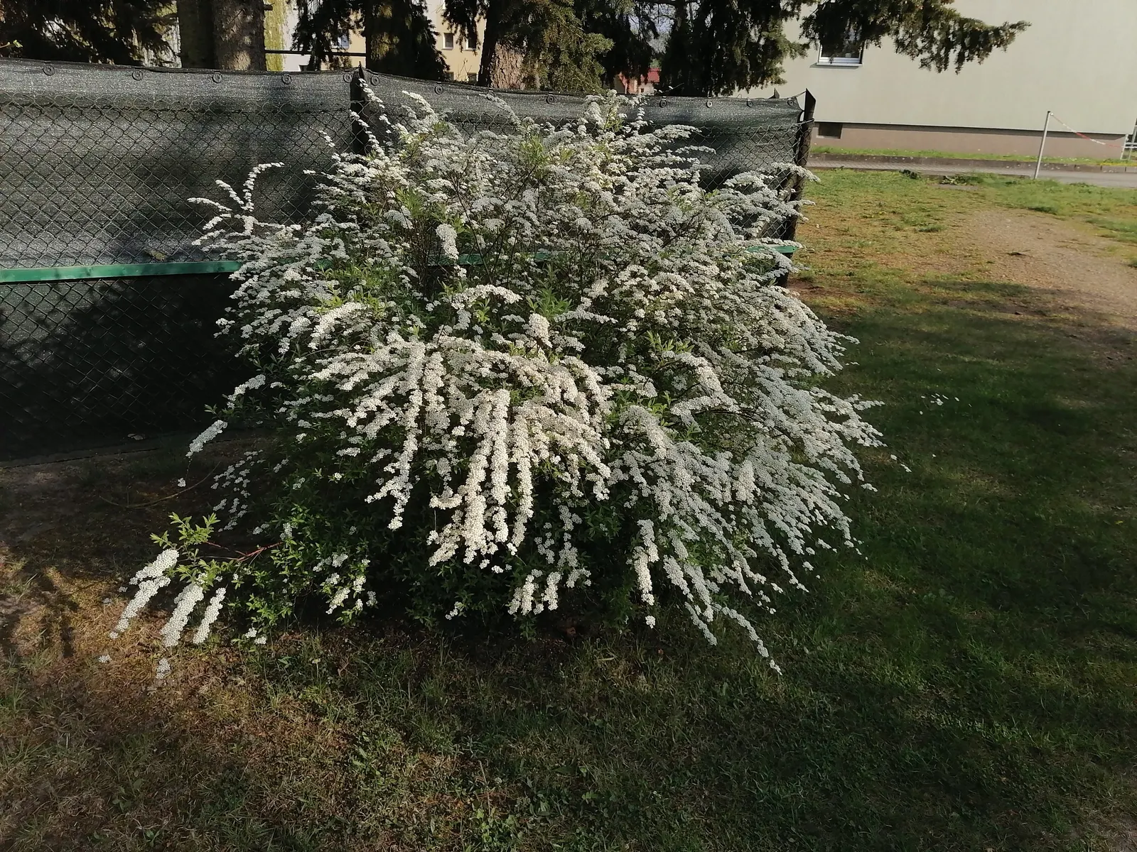 Bridal Wreath Spirea (Spiraea Arguta) — its arching branches create an elegant fountain-like form that adds structure and movement to garden designs
