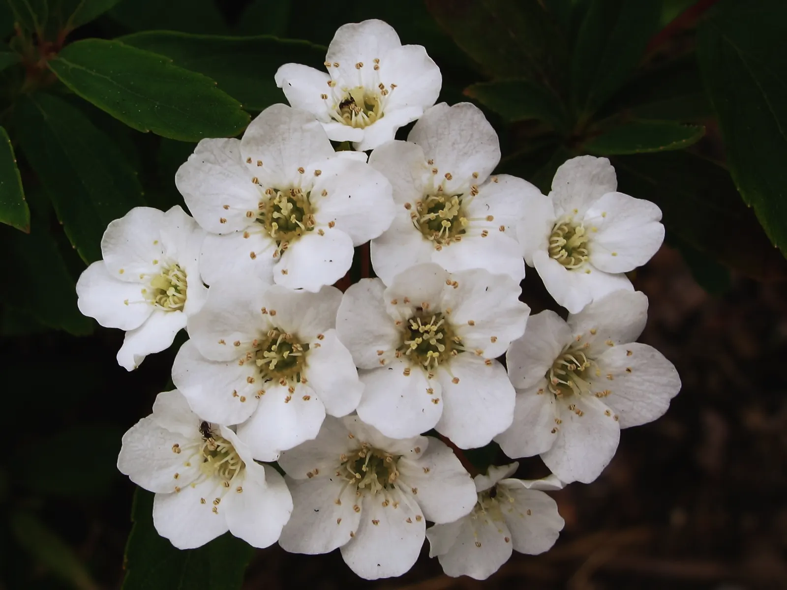 Bridal Wreath Spirea (Spiraea Arguta) — roughly one-third to half an inch in diameter