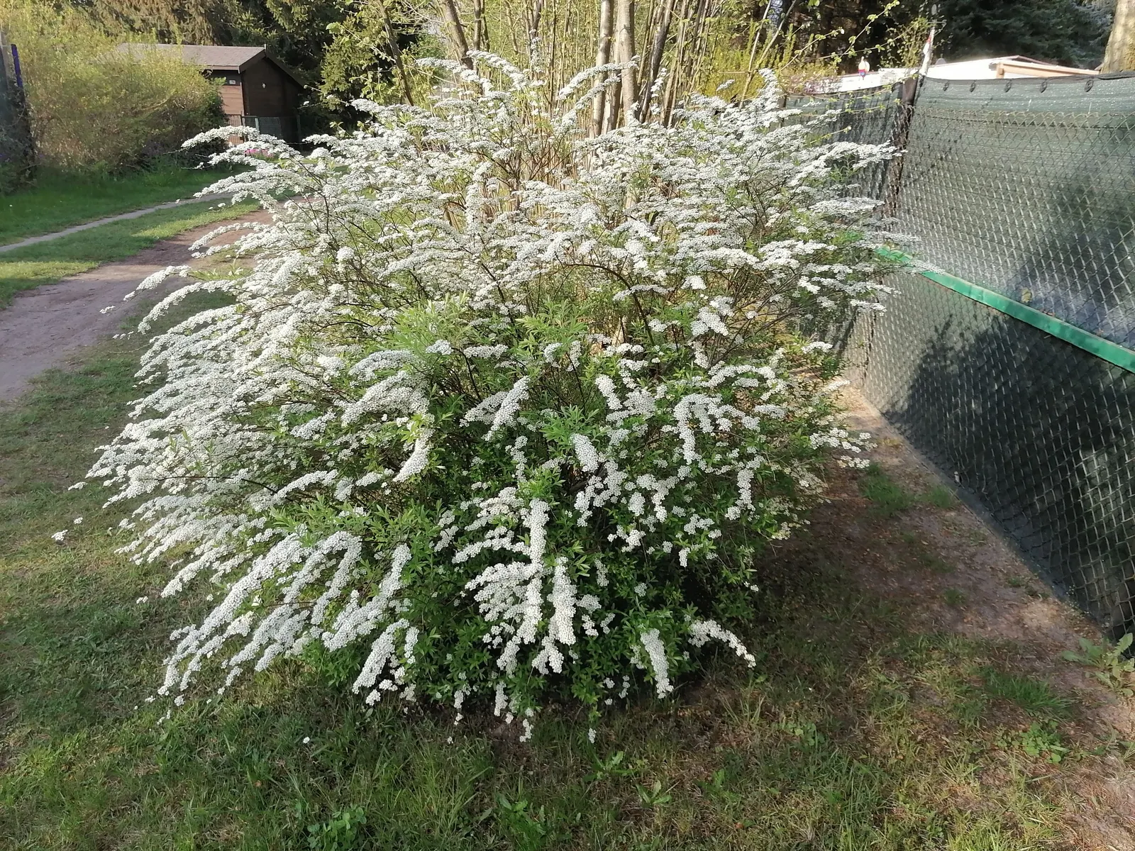 Bridal Wreath Spirea (Spiraea Arguta) — is a deciduous shrub renowned for its stunning spring display of cascading white flowers