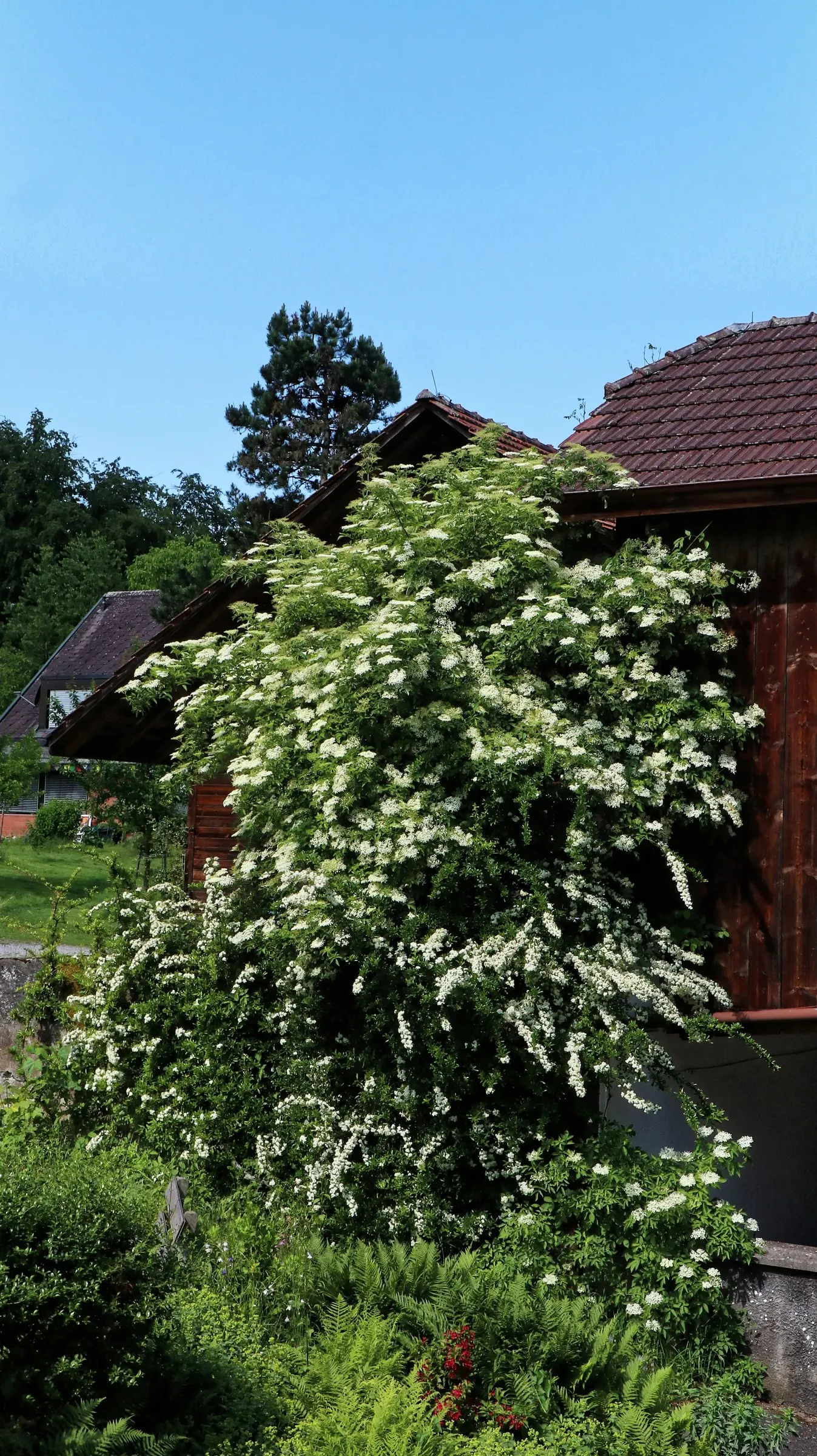 Bridal Wreath Spirea (Spiraea Arguta) — that densely cluster along the stems