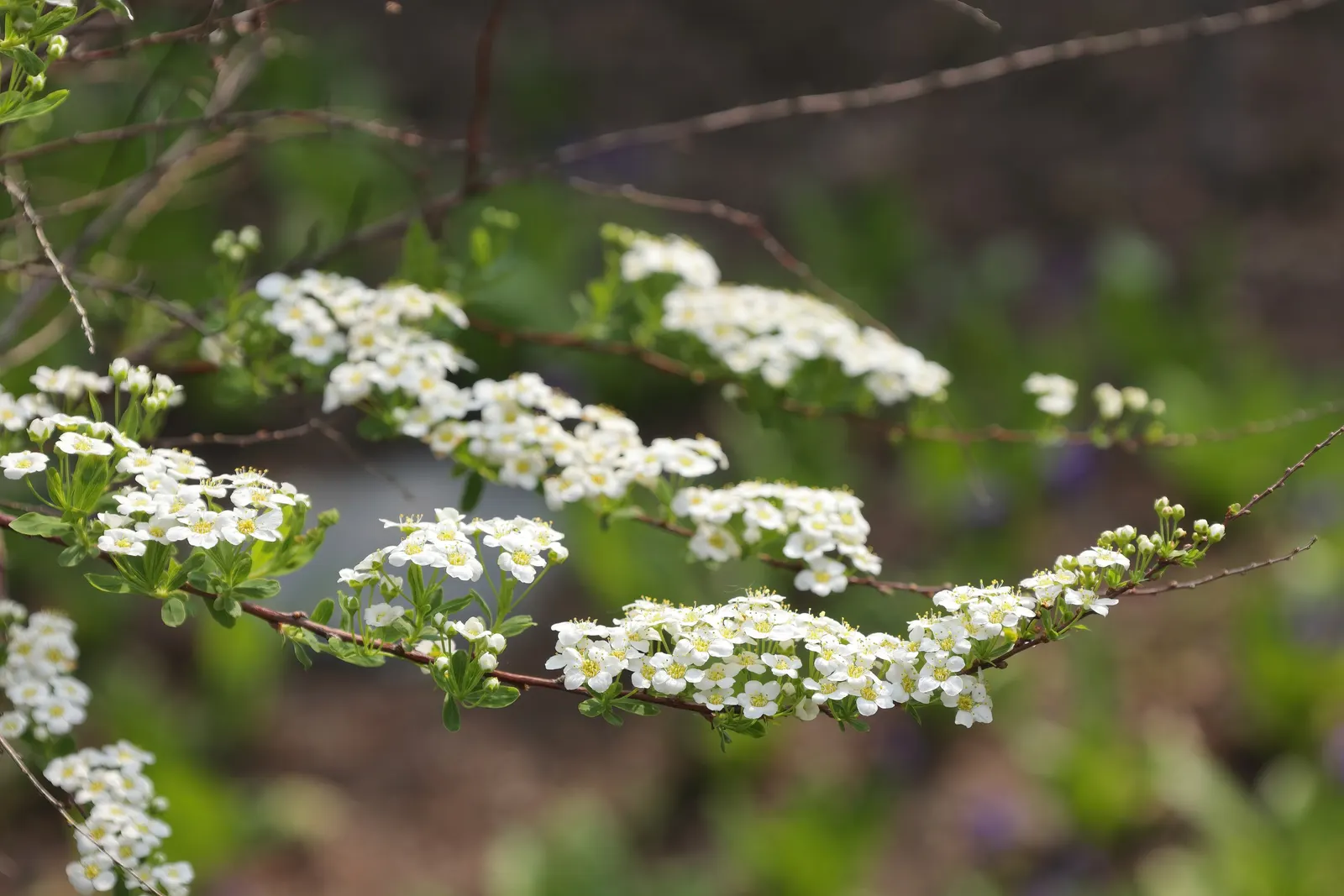 Bridal Wreath Spirea (Spiraea Arguta) — Spiraea arguta prefers well-drained soil and full to partial sun exposure