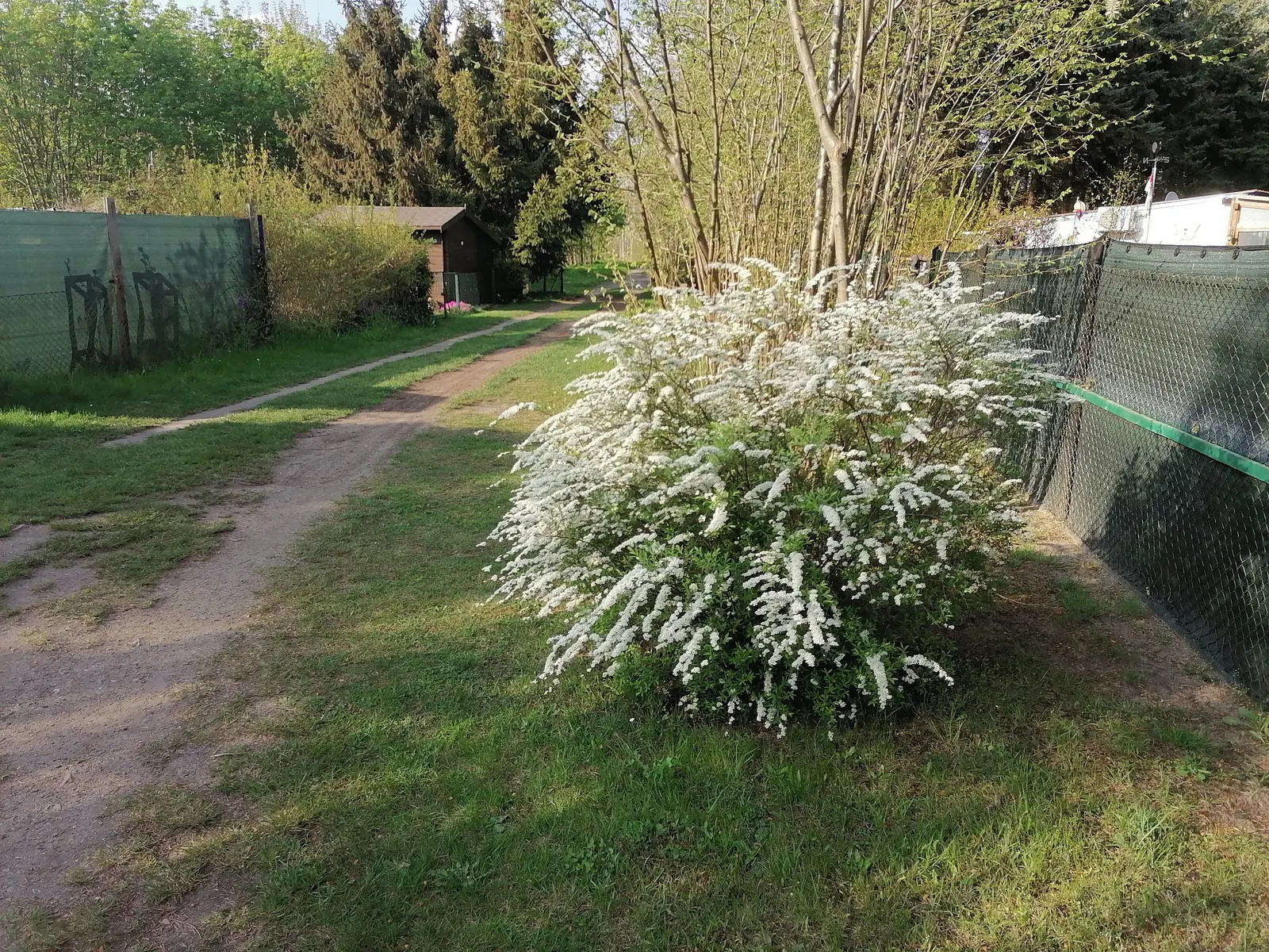 Bridal Wreath Spirea (Spiraea Arguta) — Spiraea arguta, commonly known as Bridal Wreath Spirea, is an ornamental deciduous shrub