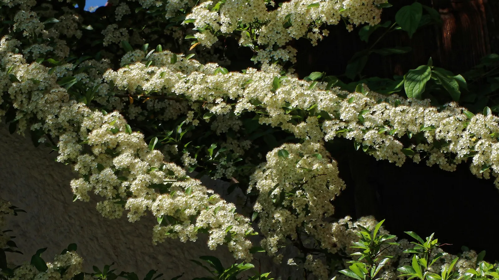 Bridal Wreath Spirea (Spiraea Arguta) — This plant serves as an ideal choice for mixed borders