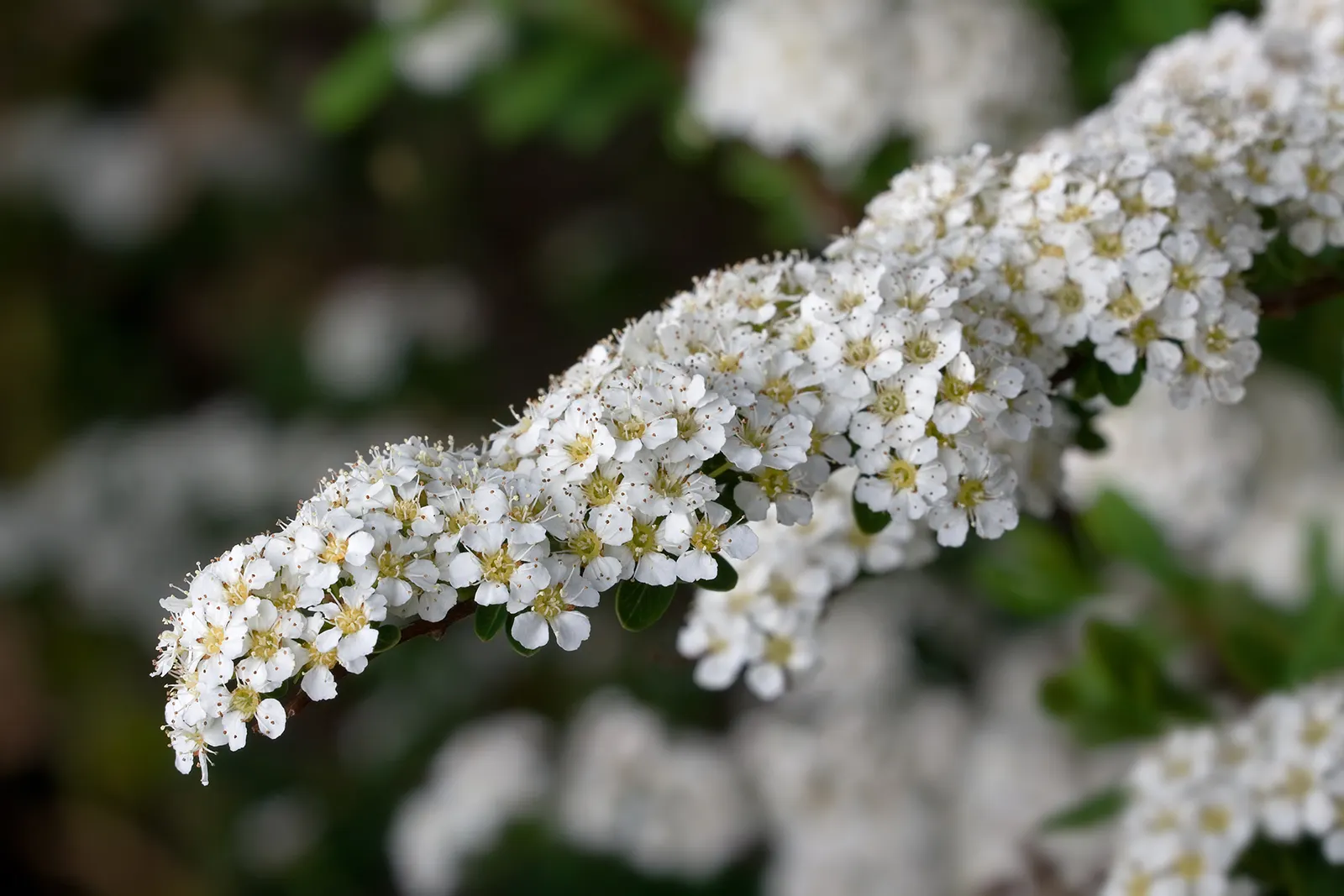Bridal Wreath Spirea (Spiraea Arguta) — scientifically known as Spiraea arguta