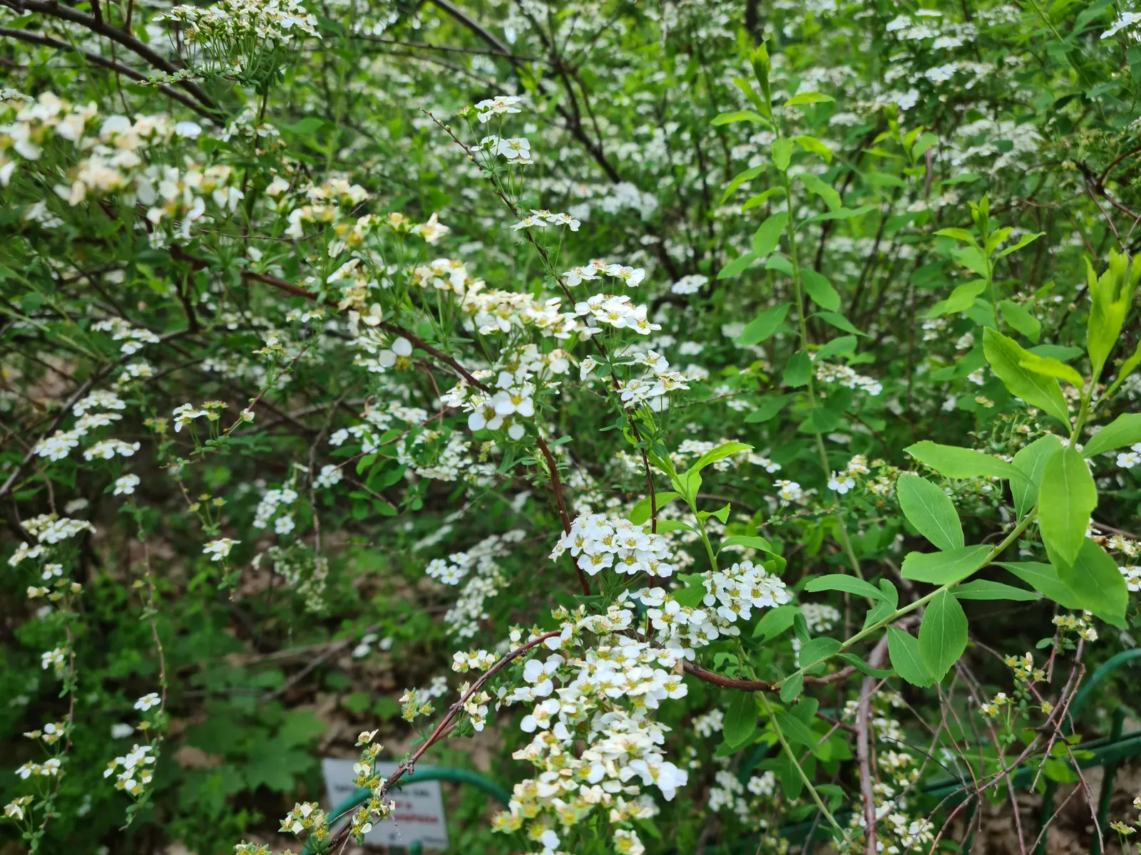 Bridal Wreath Spirea (Spiraea Arguta) — Pruning should be done immediately after flowering to maintain shape and promote vigorous new growth