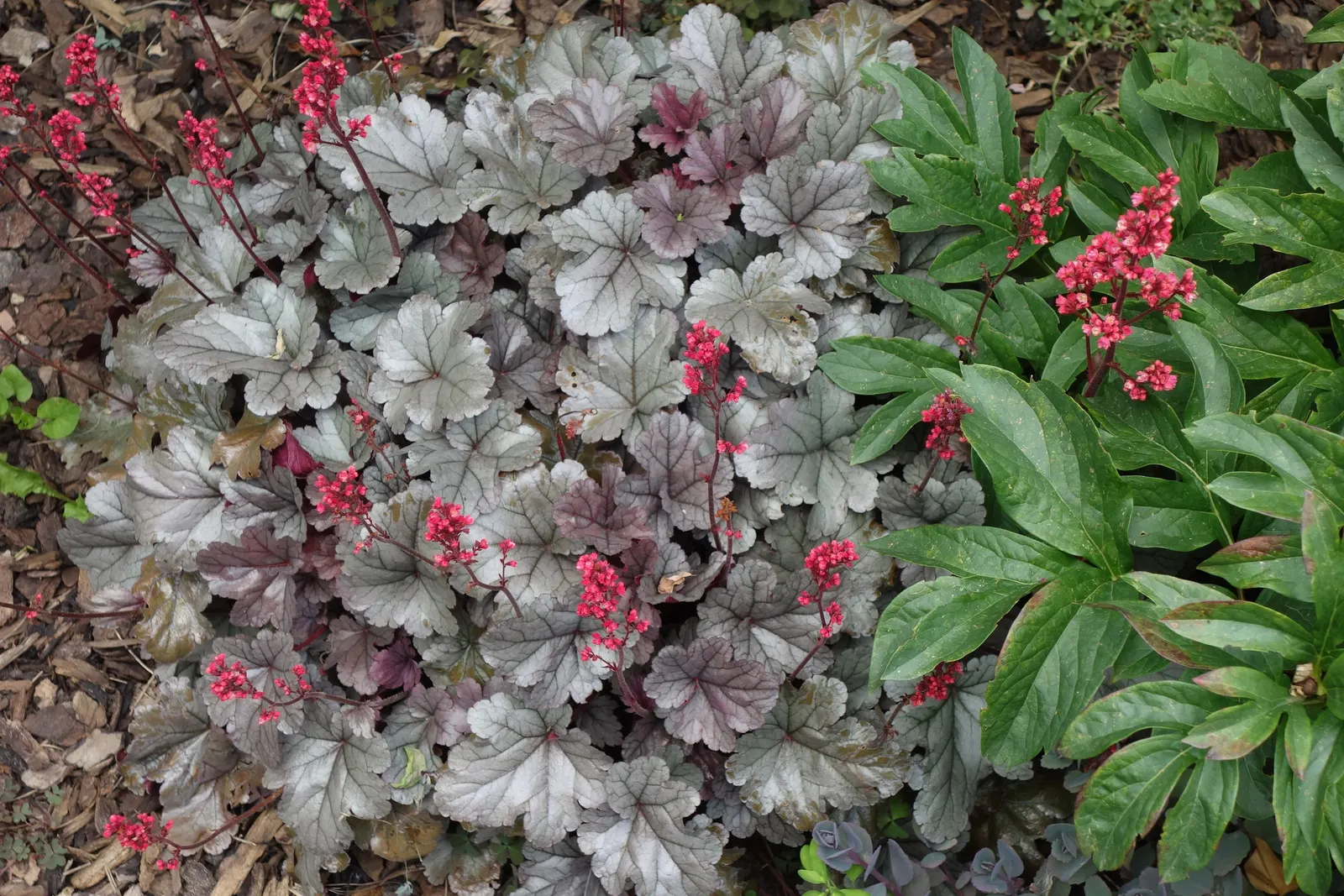 Glitter Coral Bells (Heuchera 'Glitter') — Heuchera 'Glitter' offers vibrant foliage that shimmers like its namesake