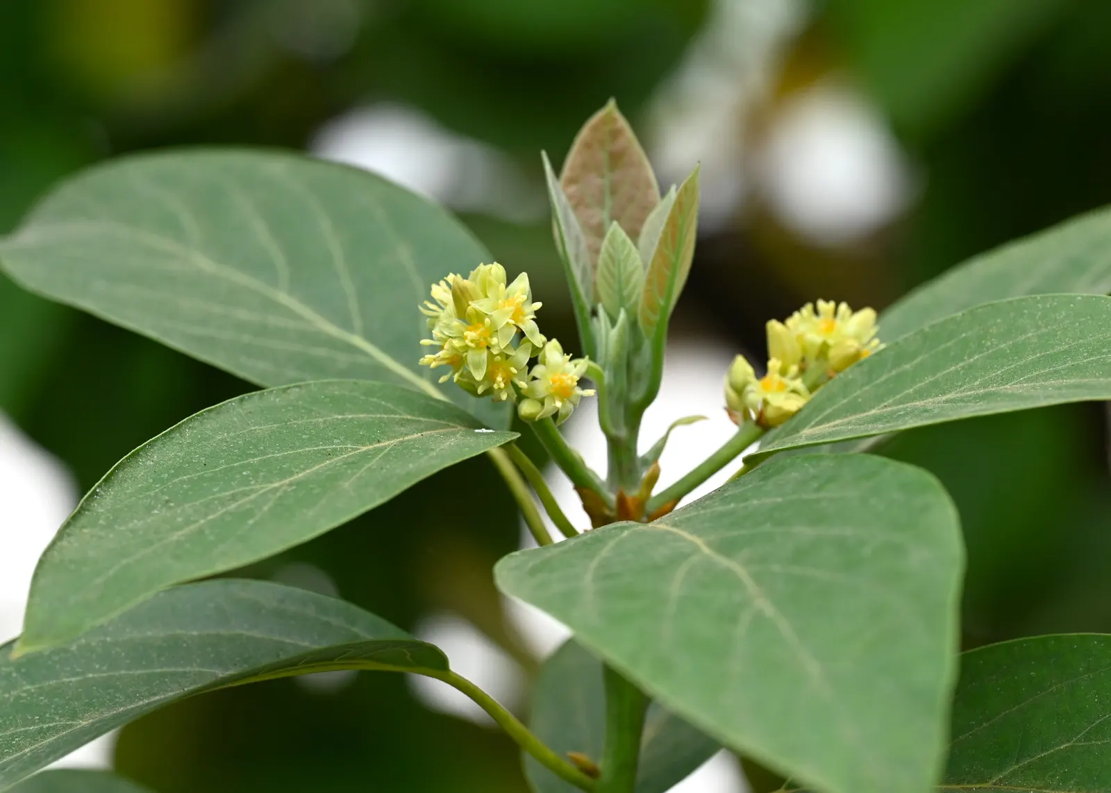 Avocado (Persea Americana) — The evergreen foliage offers a lush backdrop, while the popular, nutritious fruits emerge on mature trees; tree for, image 54