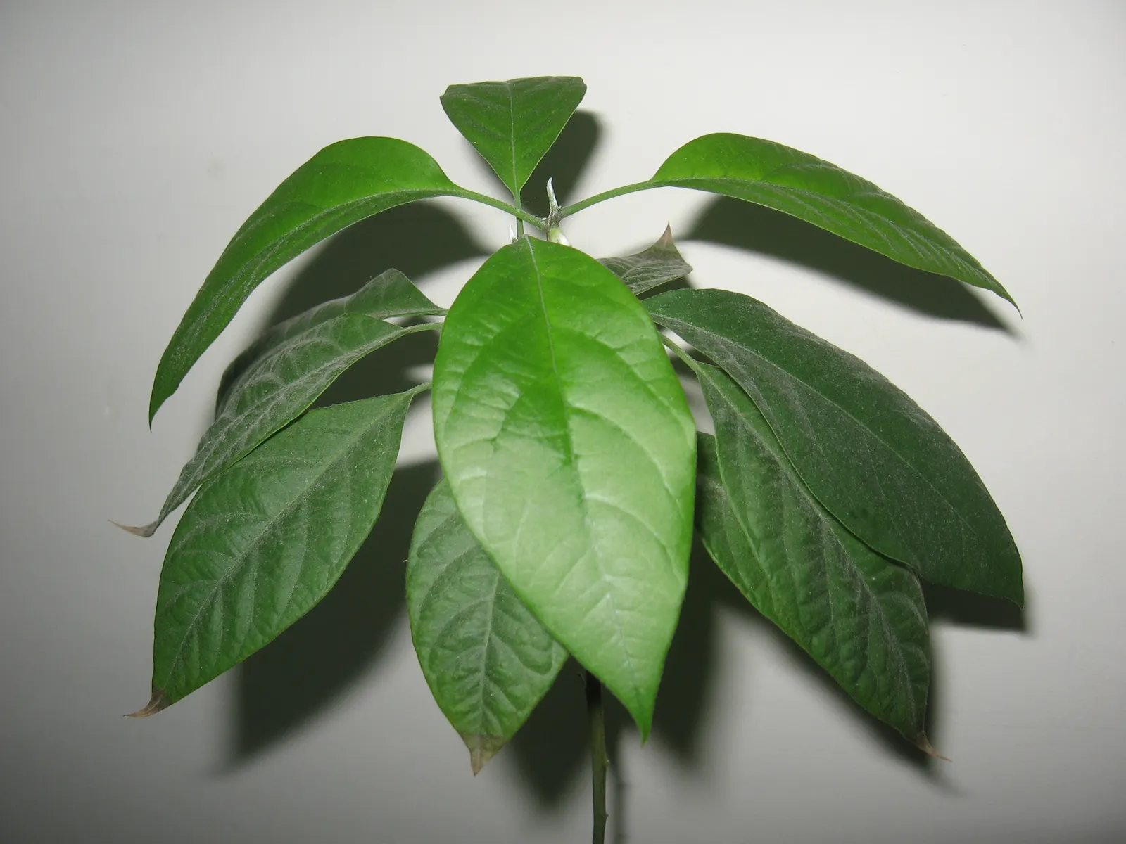 Avocado (Persea Americana) — The tree can reach a height of 40 to 80 feet with a canopy spread of 20 to 30 feet