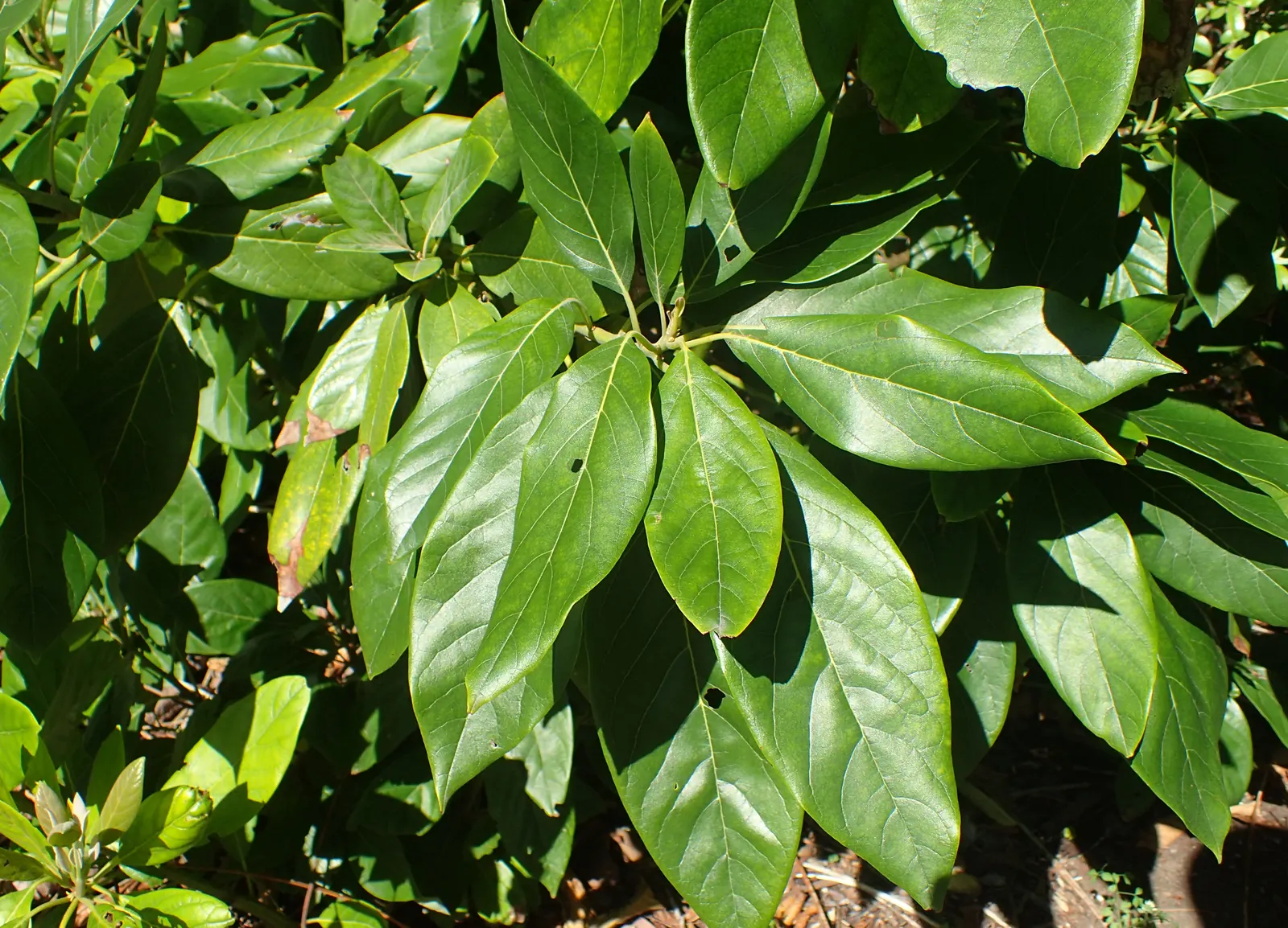 Avocado (Persea Americana) — The leaves are lanceolate; is a magnificent evergreen tree native to south-central Mexico and naturally thrives in, image 62