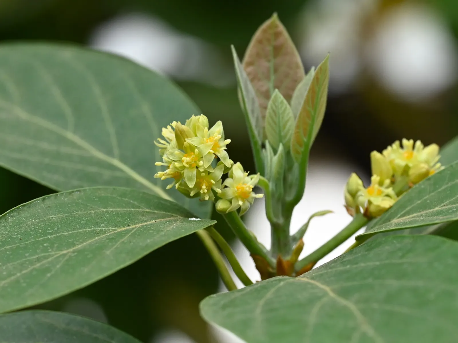 Avocado (Persea Americana) — <br><br>Not only is the Persea americana a visual asset; the tree can reach a height of 40 to 80 feet with a canopy spread of 20