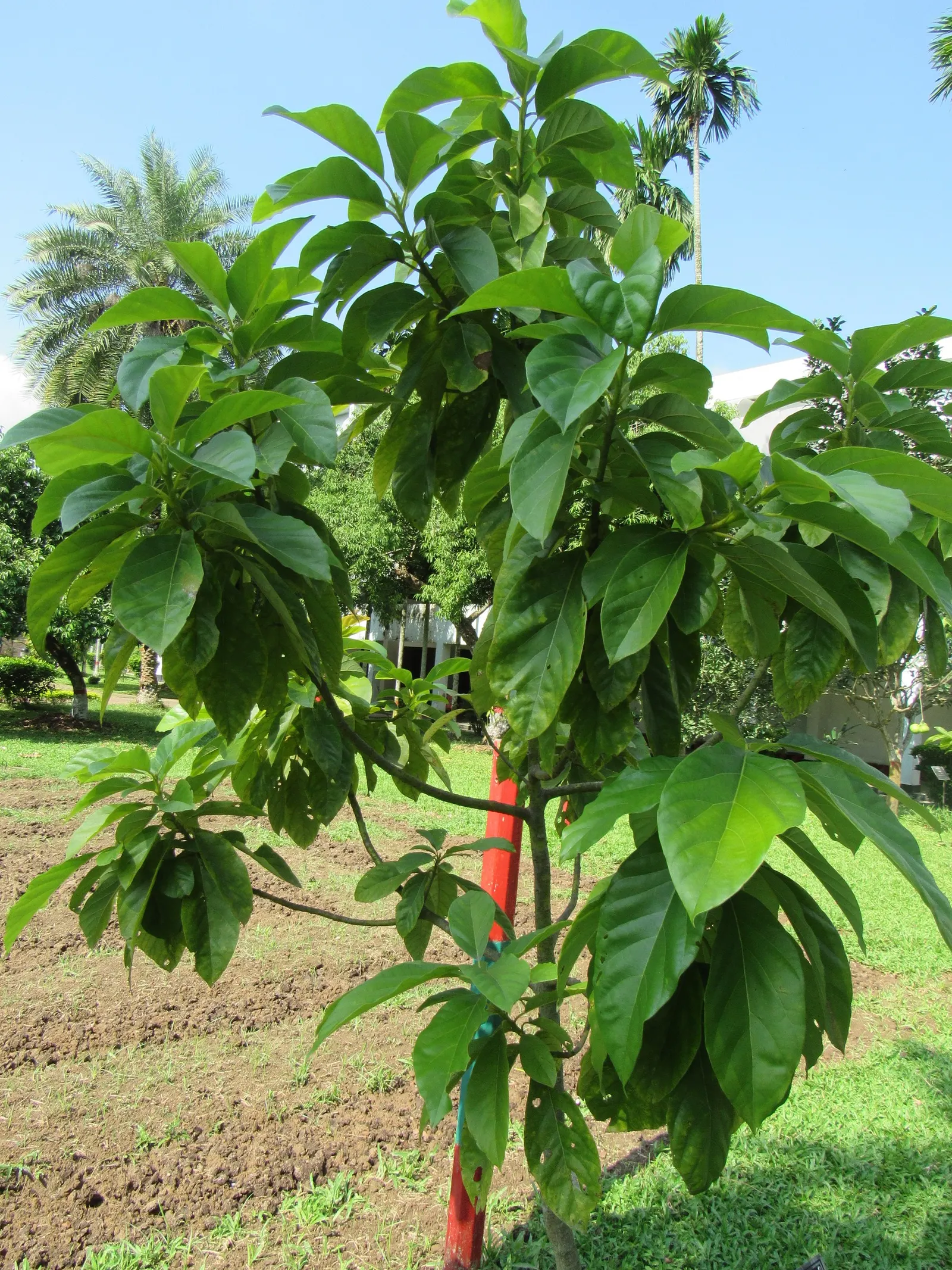 Avocado (Persea Americana) — The tree blooms in early spring, producing inconspicuous greenish-yellow flowers; <br><br>Not only is the Persea, image 67
