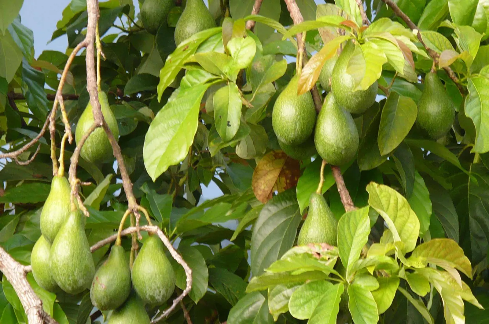 Avocado (Persea Americana) — is a magnificent evergreen tree native to south-central Mexico and naturally thrives in subtropical climates, image 56