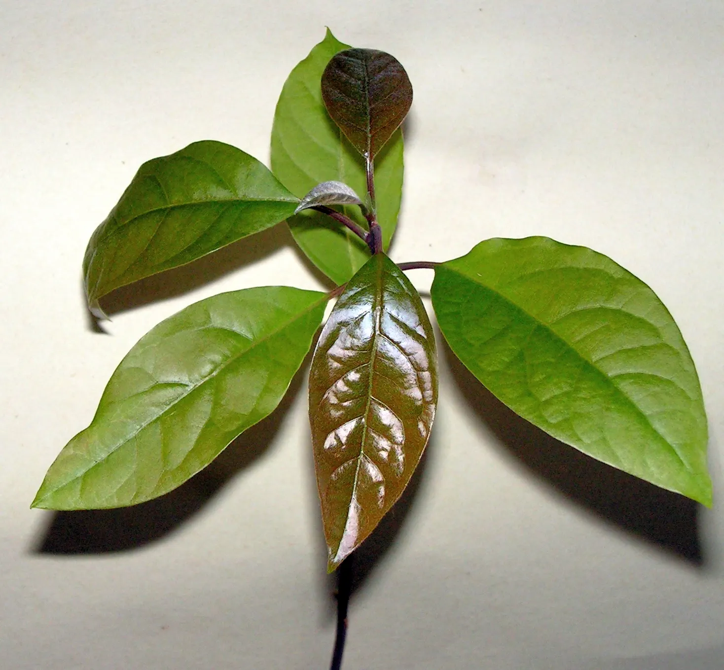Avocado (Persea Americana) — is a magnificent evergreen tree native to south-central Mexico and naturally thrives in subtropical climates; contributing to the