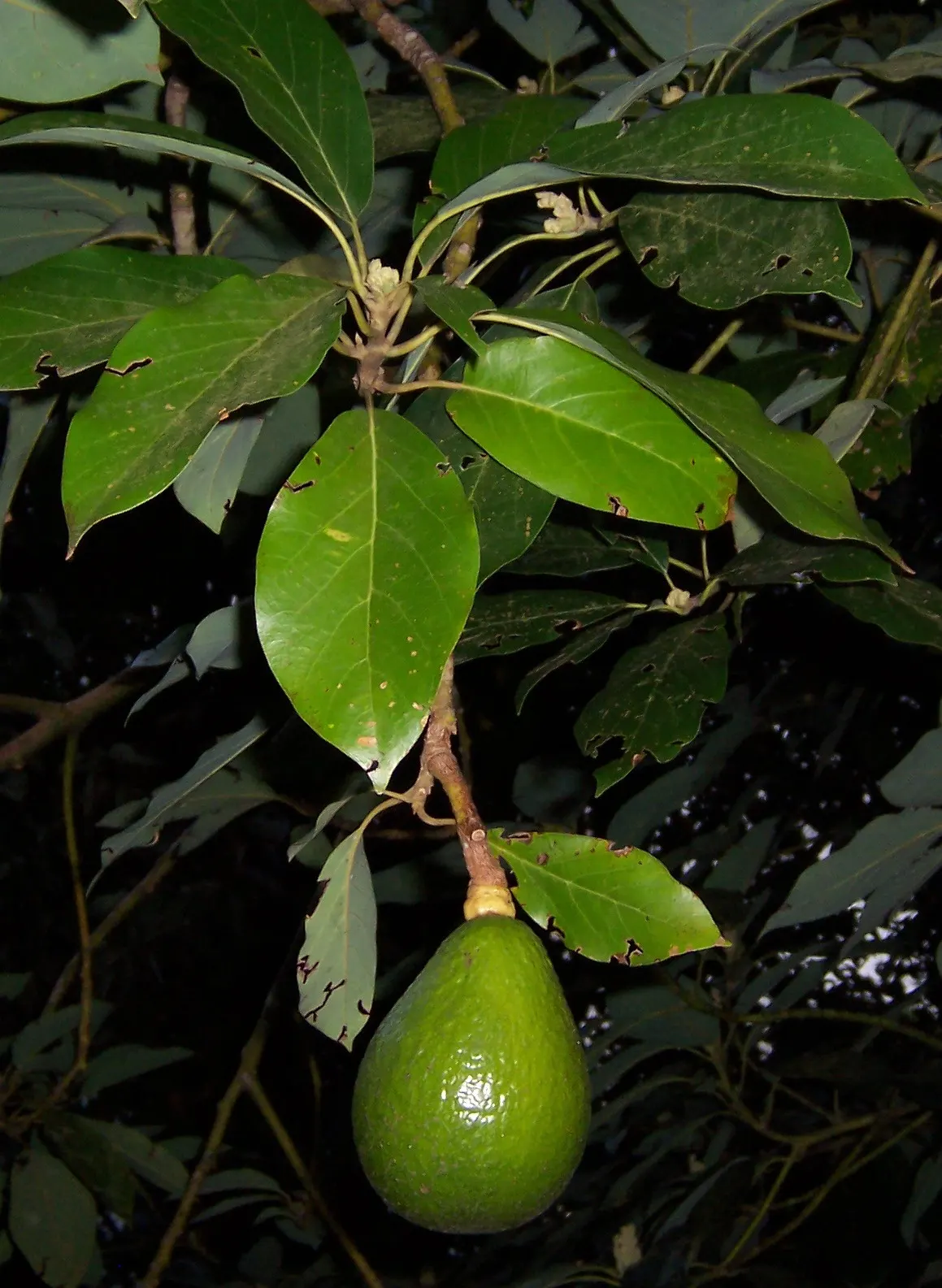 Avocado (Persea Americana) — ranging from 4 to 10 inches in length, image 63