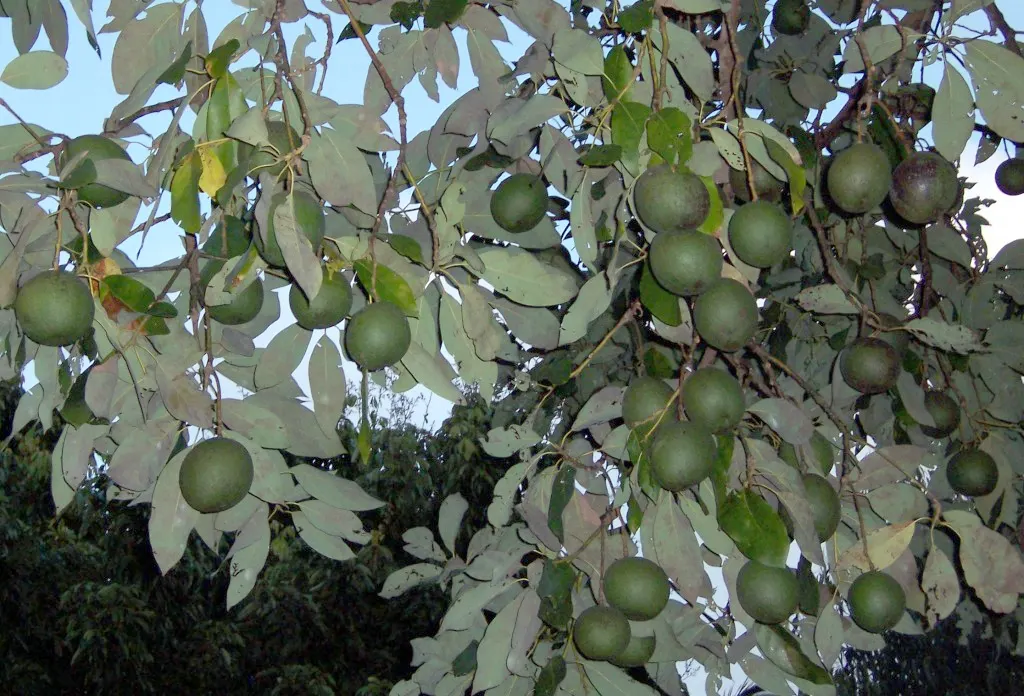 Avocado (Persea Americana) — The leaves are lanceolate