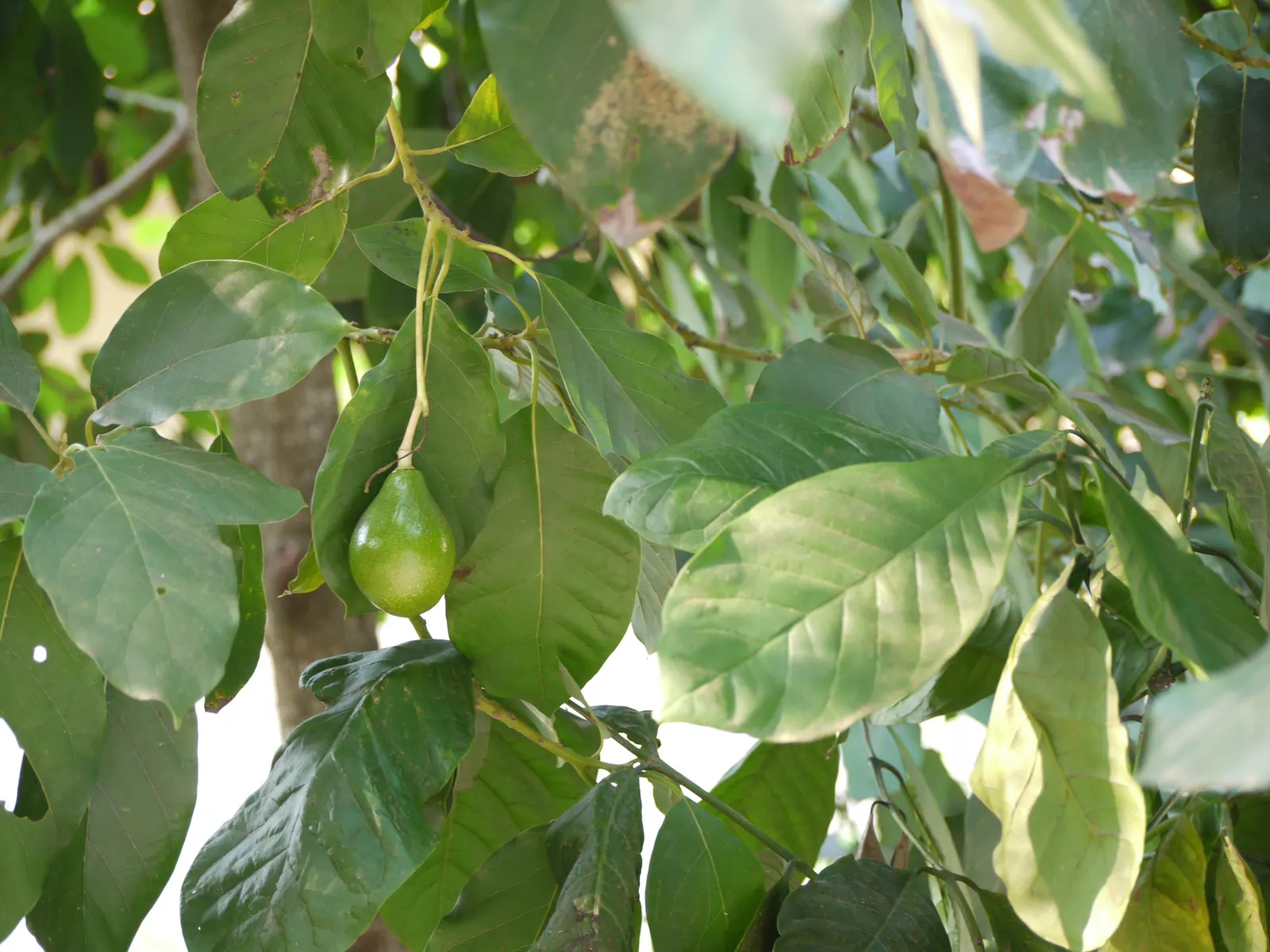 Avocado (Persea Americana) — mature trees are more resilient with established root systems; tree with yellow blooms