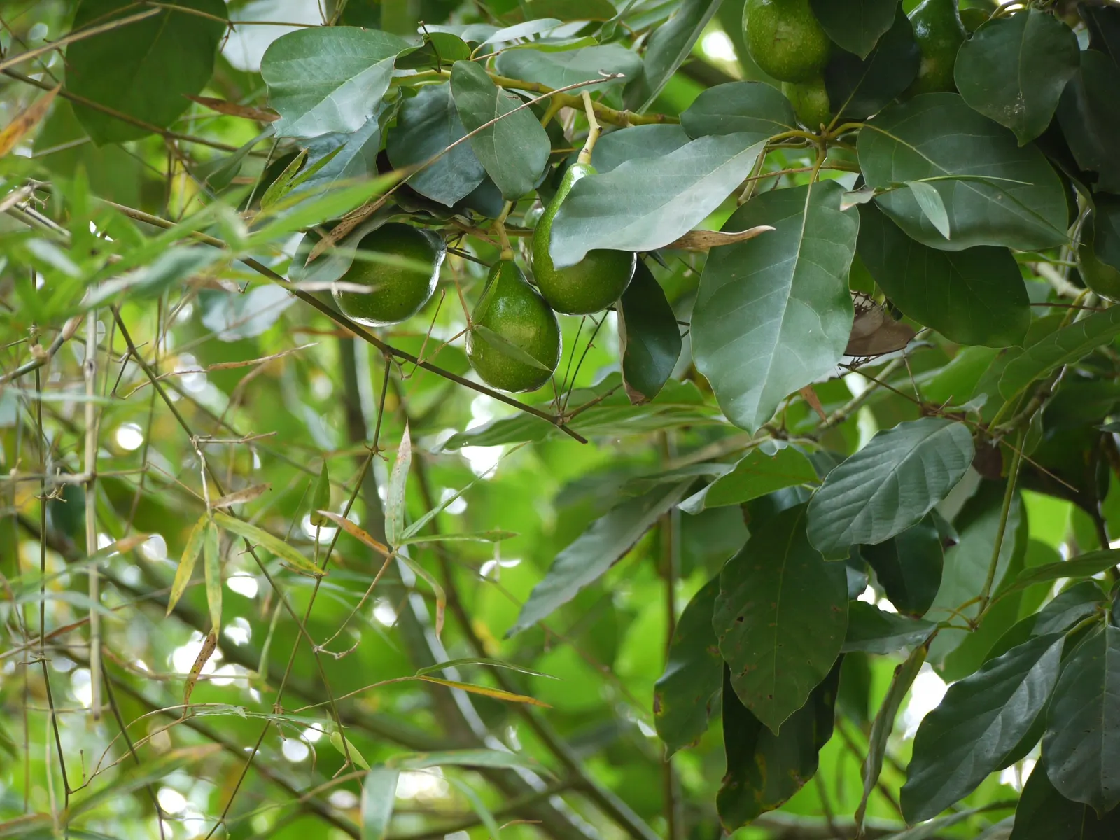 Avocado (Persea Americana) — tree for full or half; deep watering to promote a healthy root system