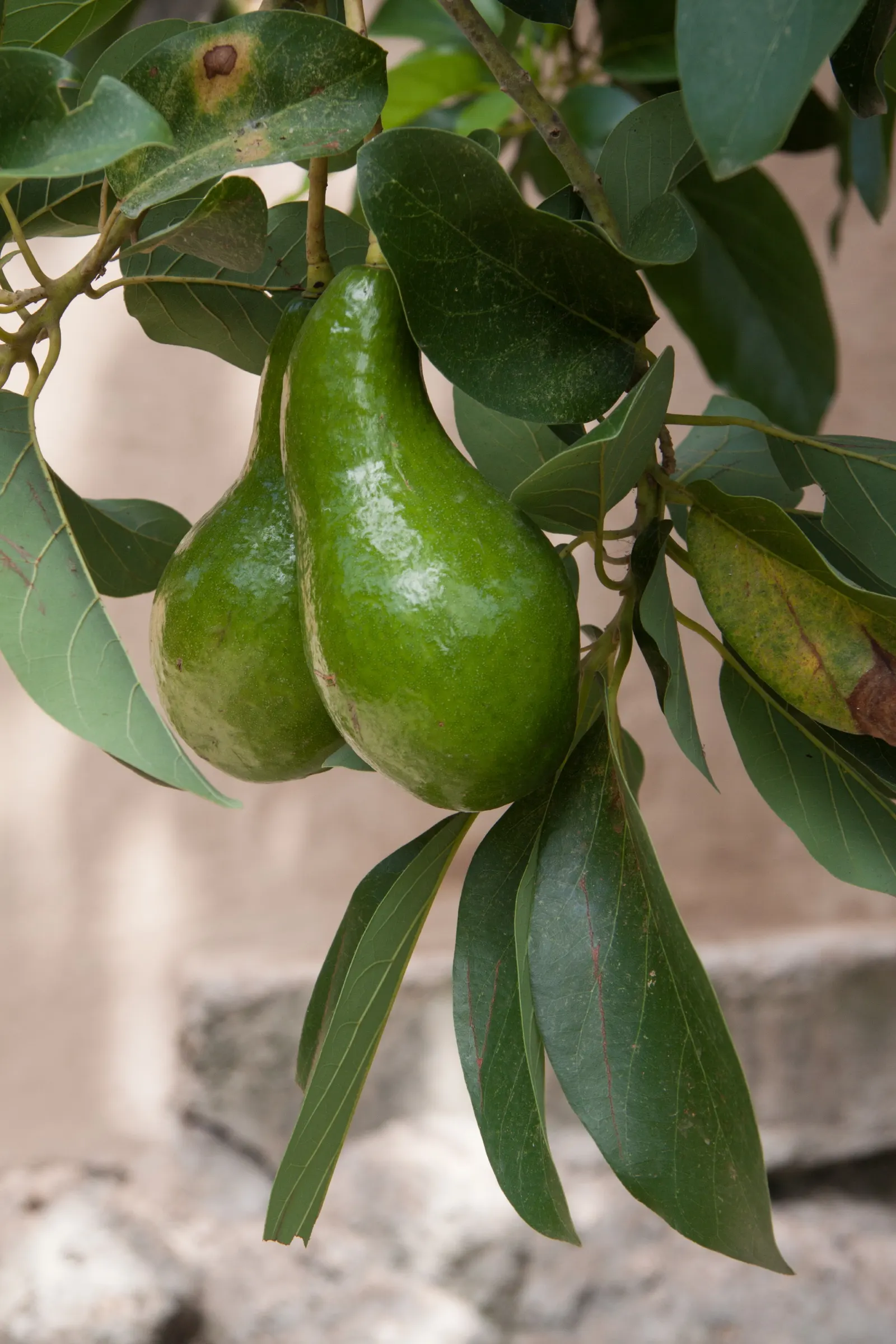 Avocado (Persea Americana) — layered appearance of its canopy; it favors USDA zones 9b-11 and thrives in well-draining soil, image 65